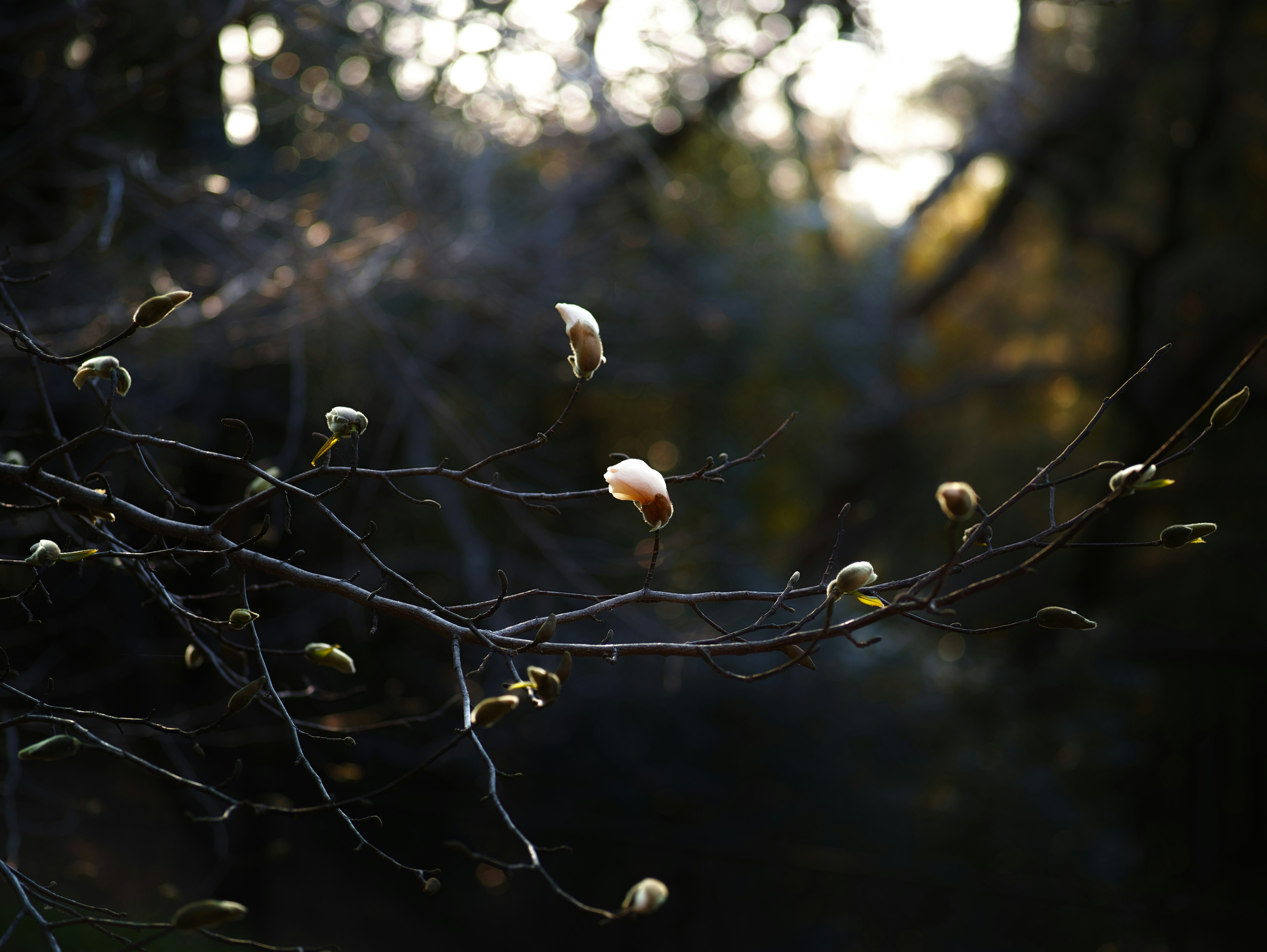 夕暮れの枝に咲く小さな花とつぼみ