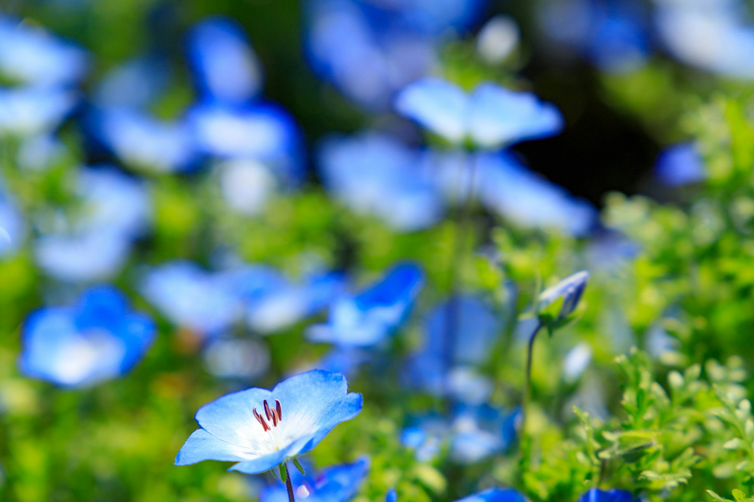 A field of blue flowers with green foliage