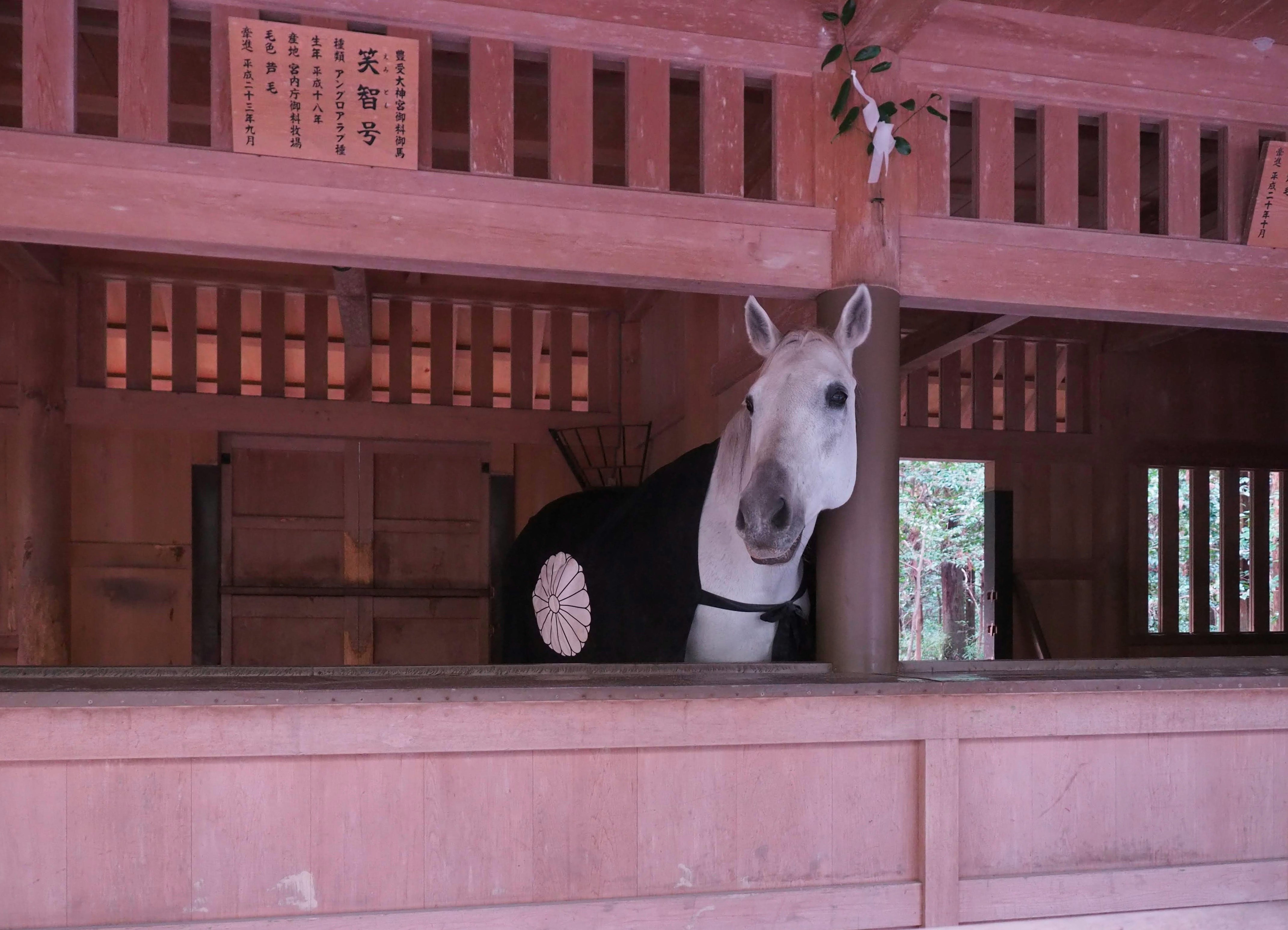 木造の馬小屋の中でこちらを見つめる白い馬