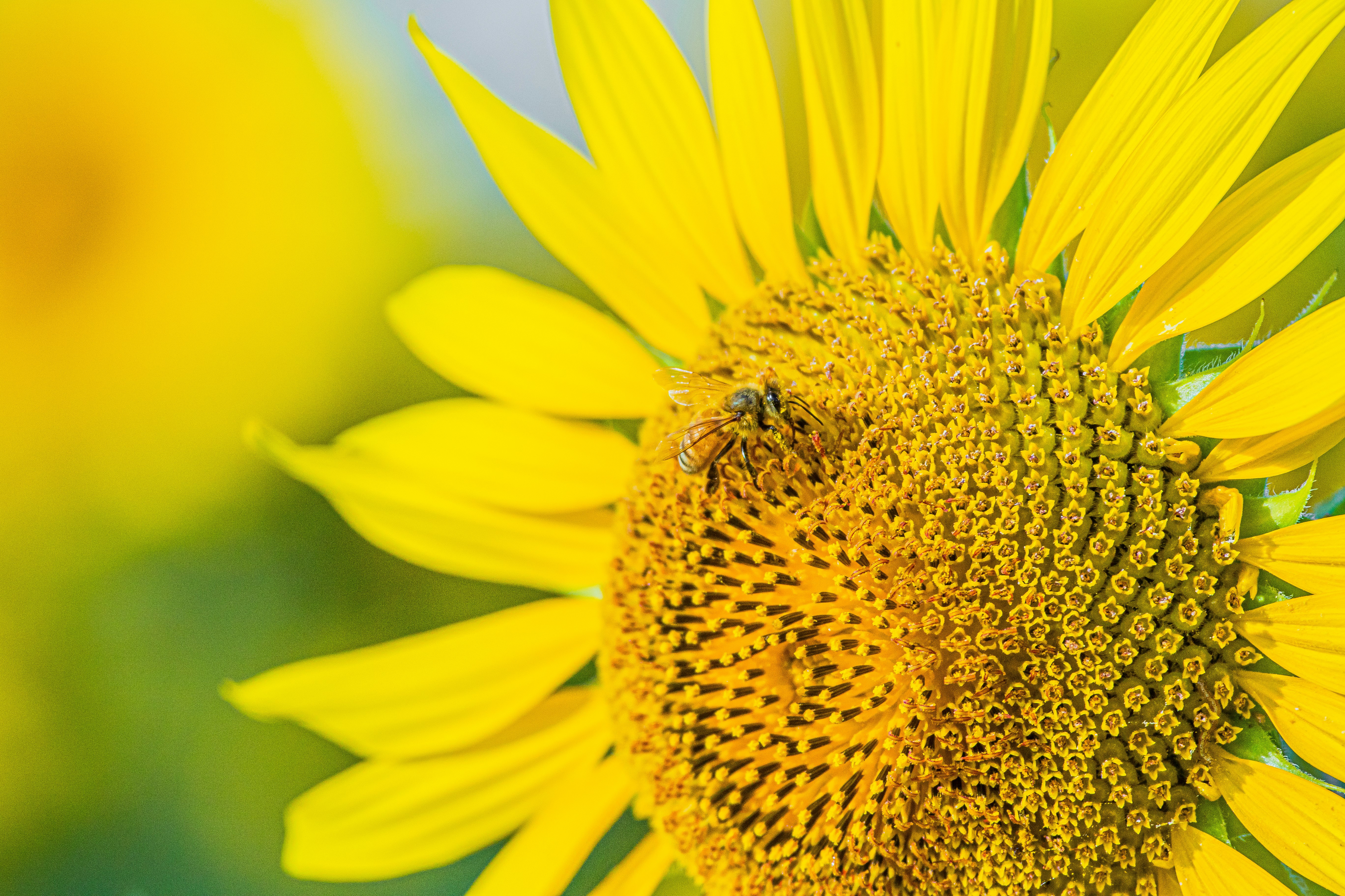 Girasol vibrante con una abeja en su centro