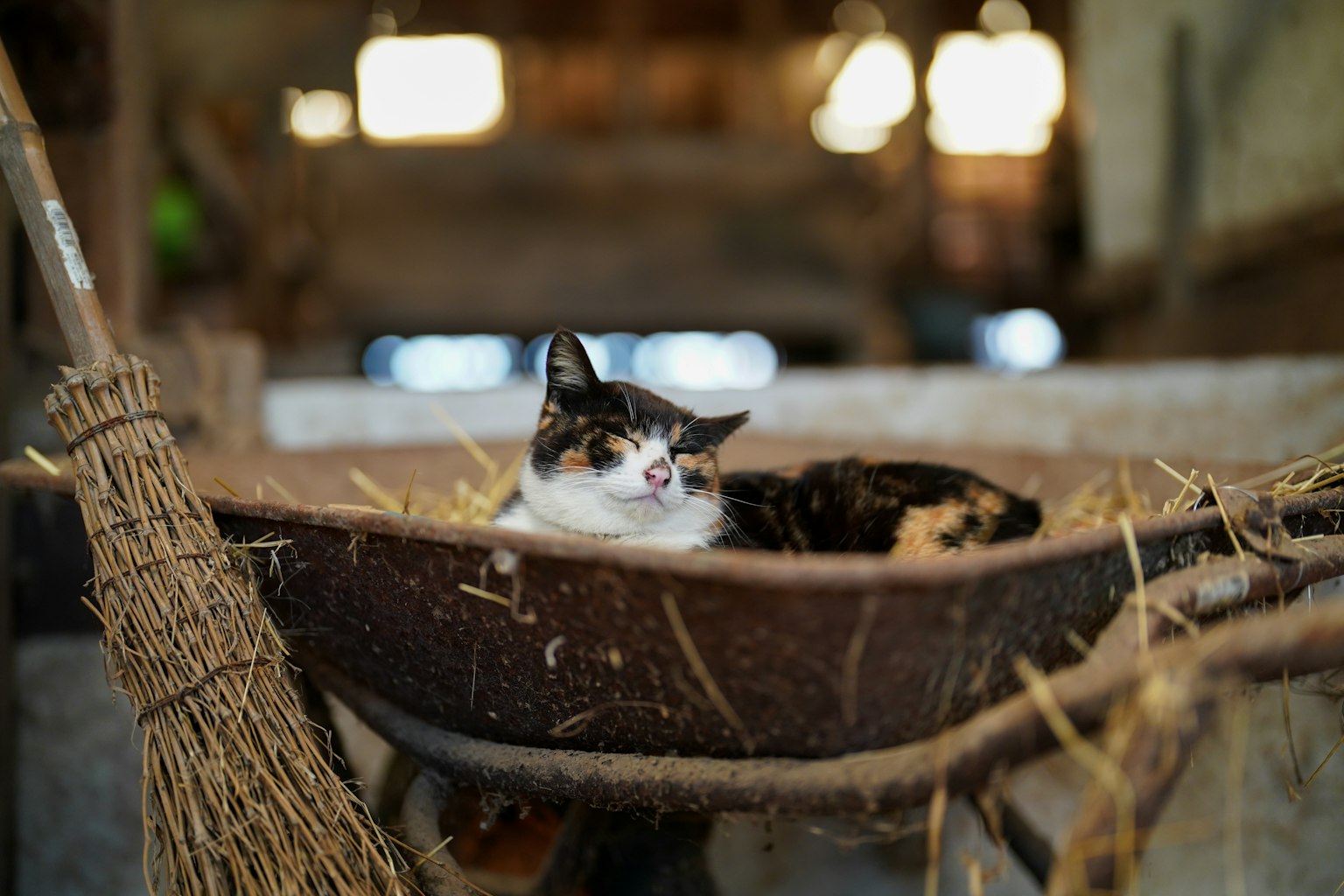 一只猫在装满稻草的旧手推车里放松
