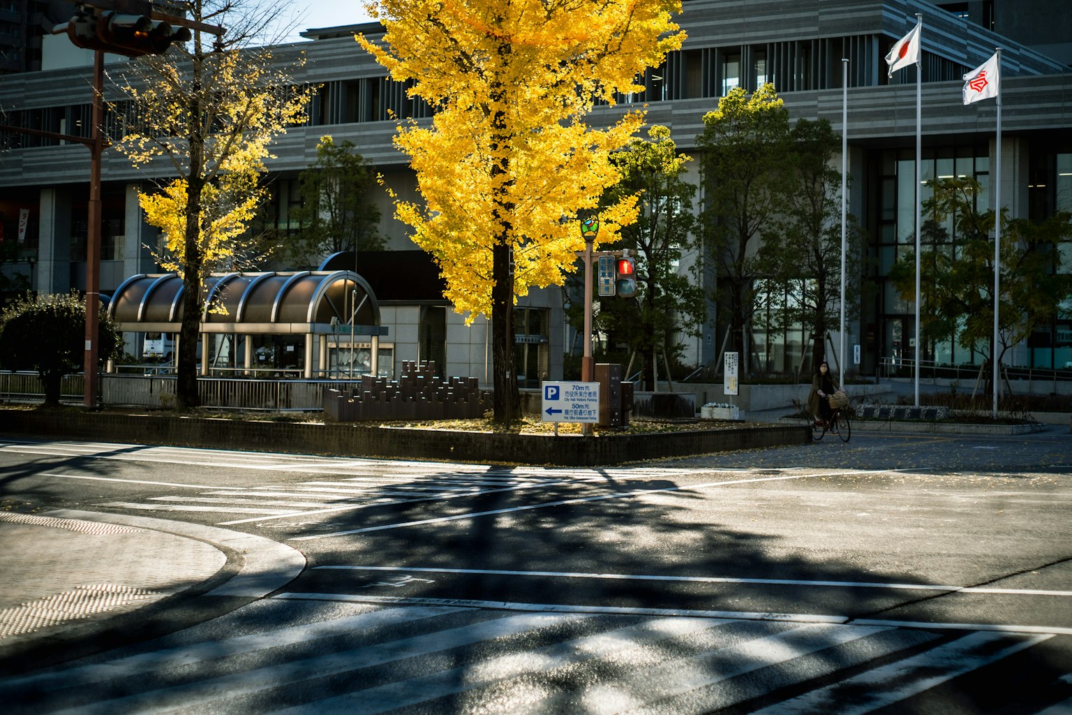 Herbststadtlandschaft mit einem Ginkgo-Baum mit leuchtend gelben Blättern Fahrräder vor einem Gebäude geparkt
