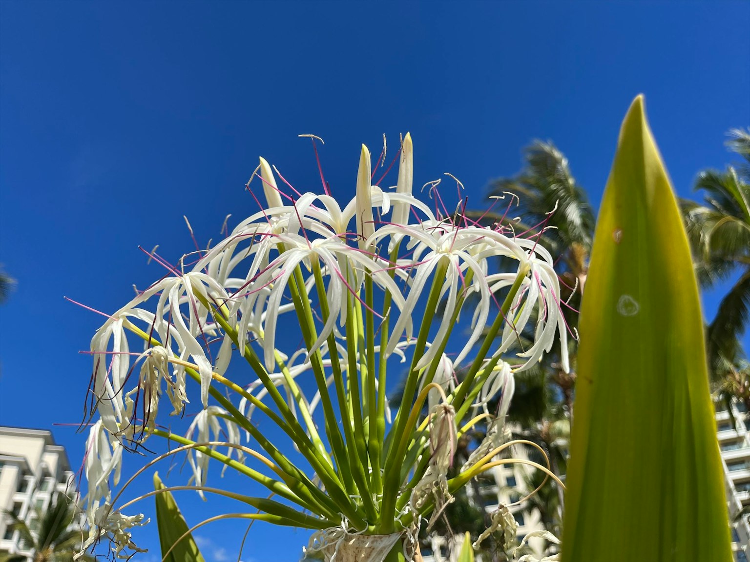 Close-up of white flowers against a blue sky