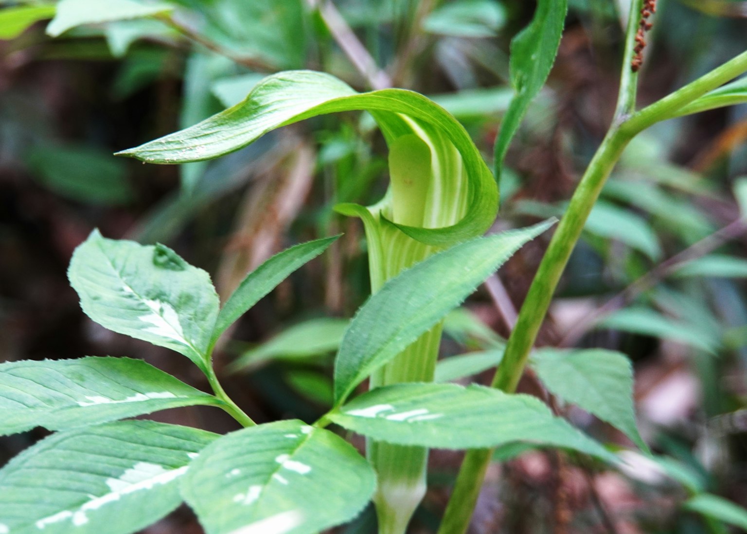 Gros plan d'une plante avec des feuilles vertes et une fleur enroulée