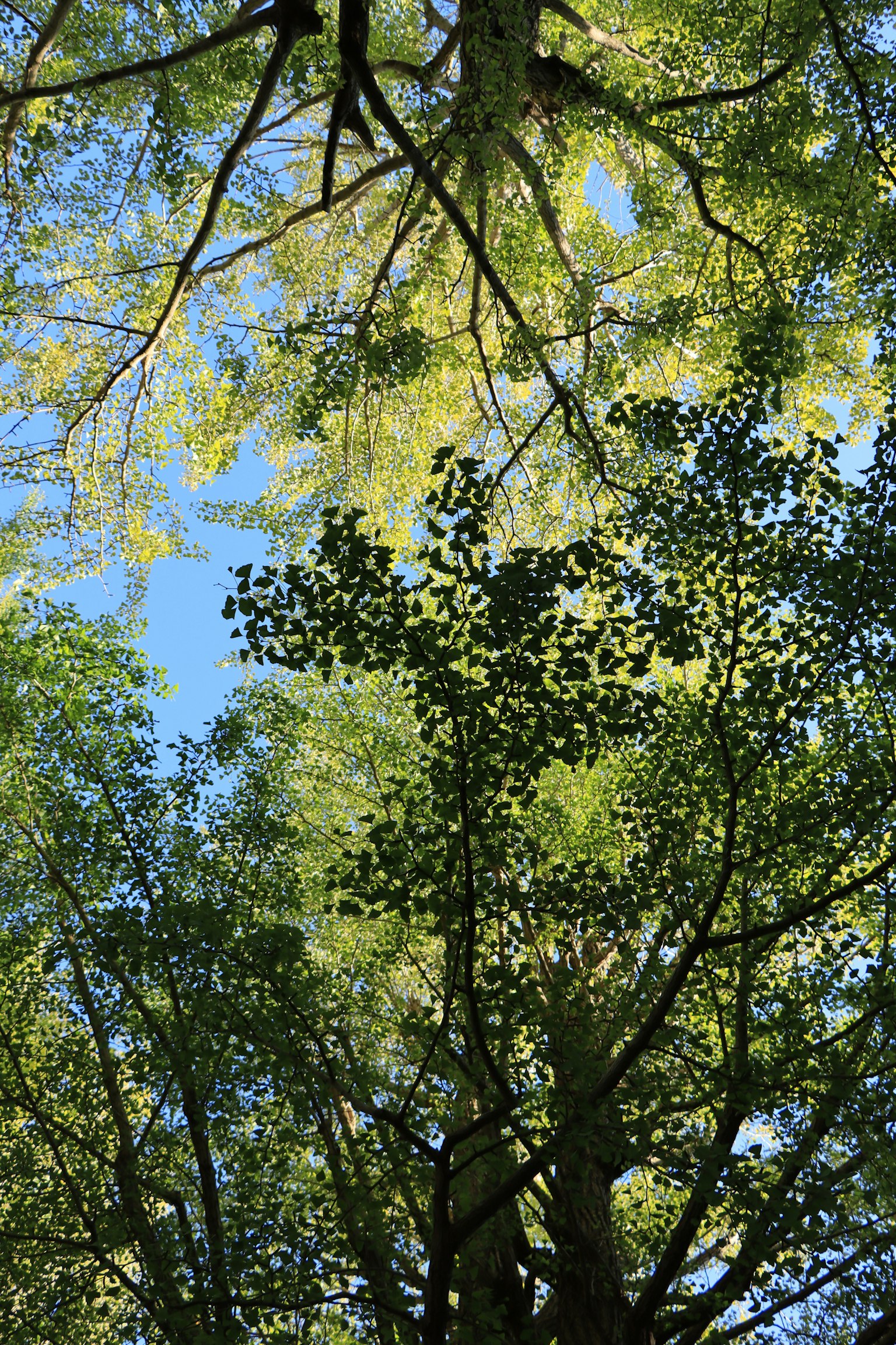 Ansicht von unten auf Bäume mit grünen Blättern vor einem blauen Himmel