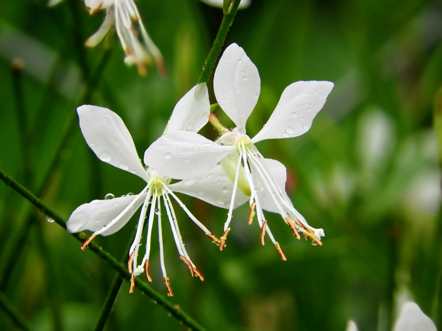 Dos flores blancas delicadas con pétalos largos sobre fondo verde