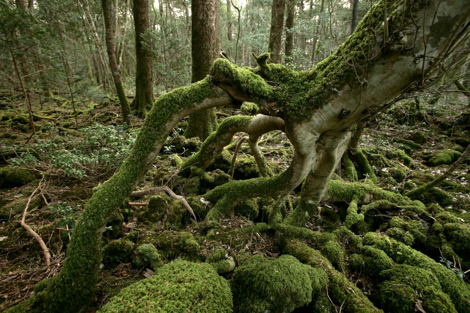 森林場景，覆蓋苔蘚的樹根延伸在地面上
