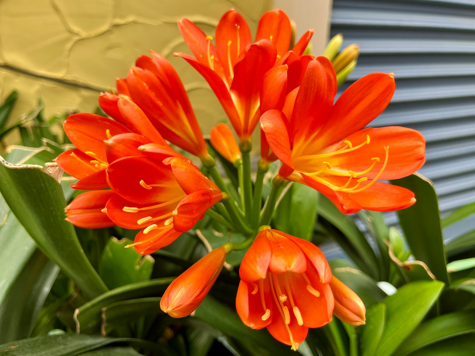 Racimo de flores de Clivia naranja vibrante en flor