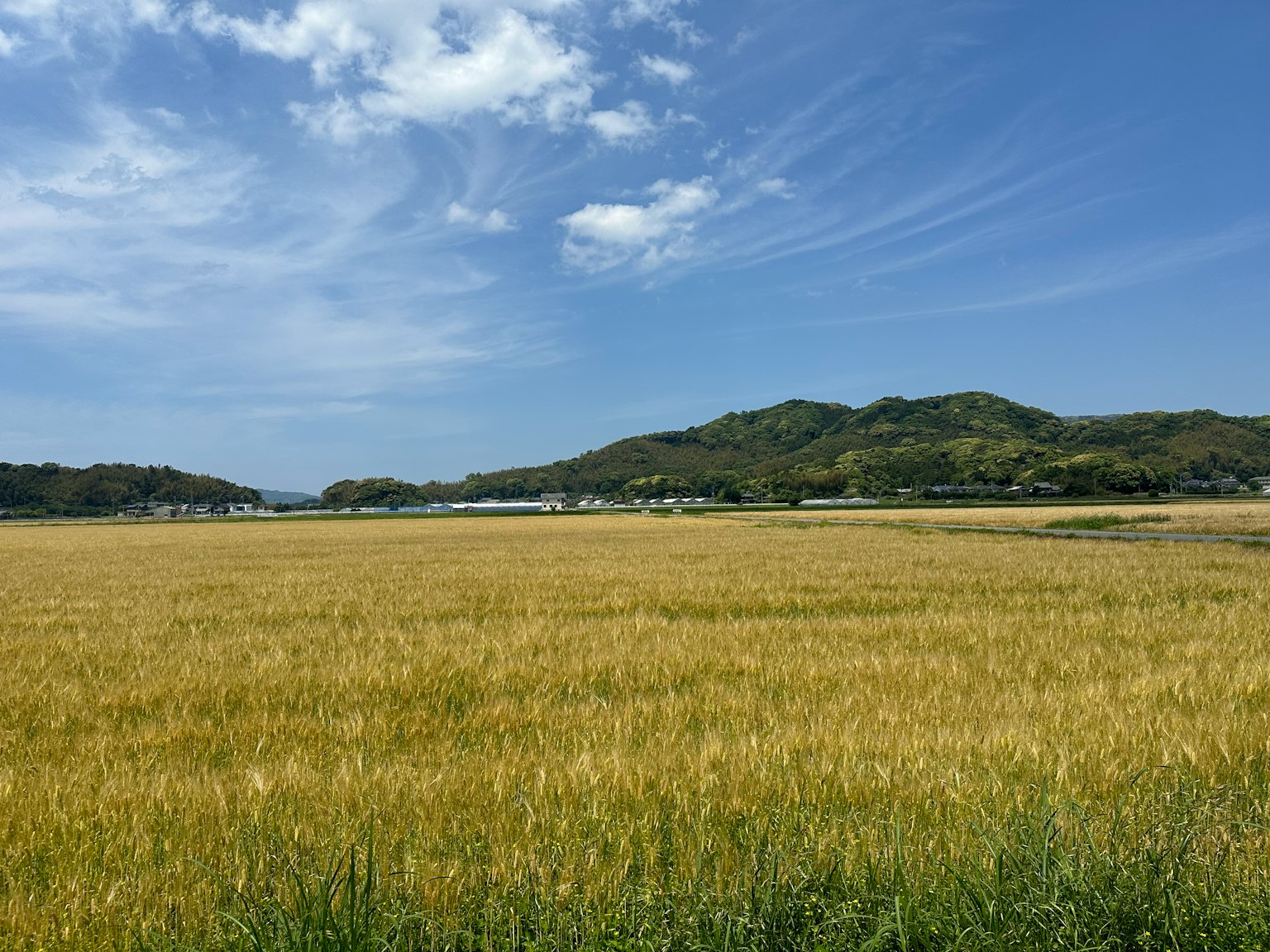 Ruhige Landschaft mit blauem Himmel und weißen Wolken goldenem Getreidefeld und grünem Gras