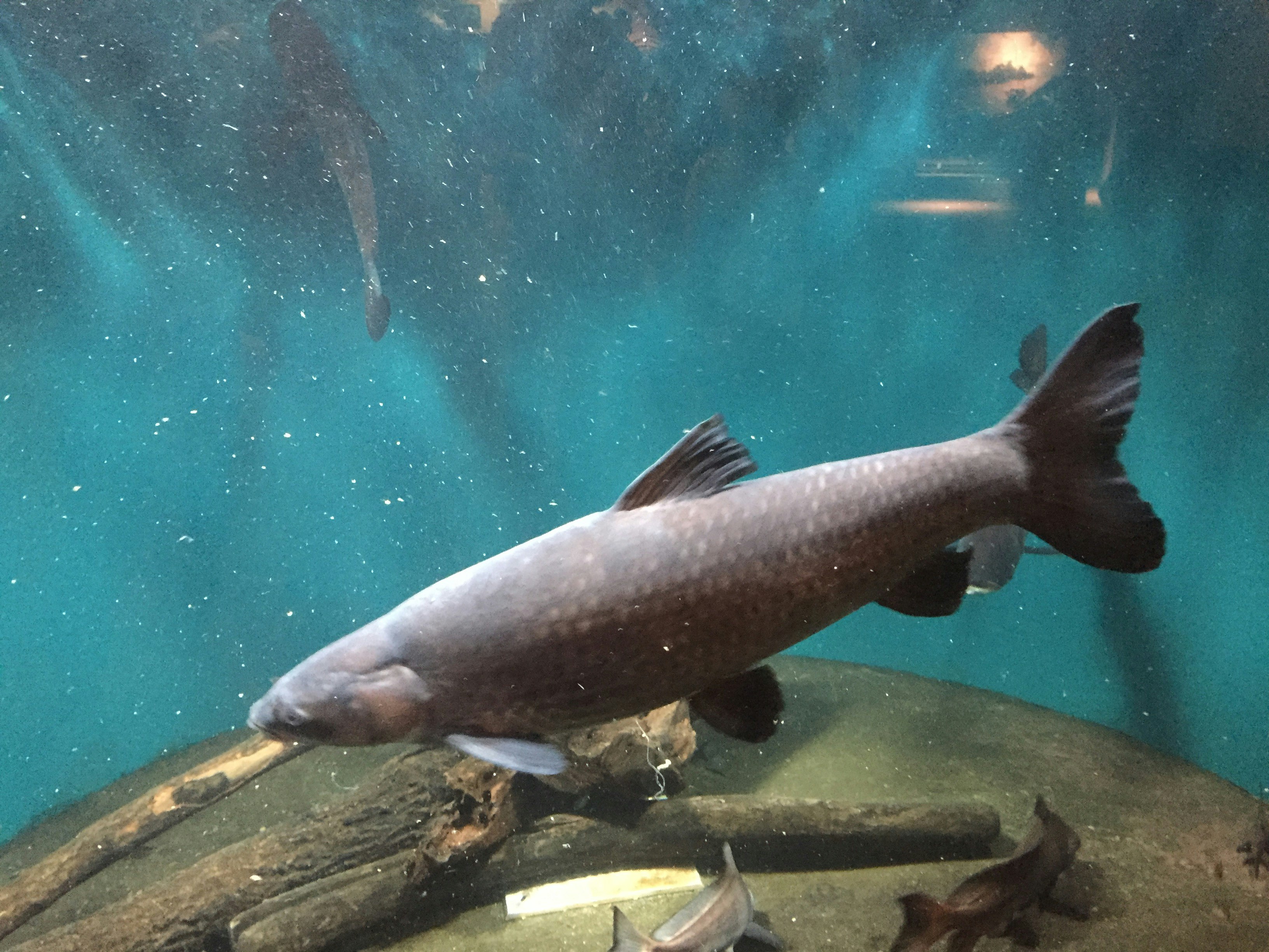 水族箱中在岩石上方游動的魚