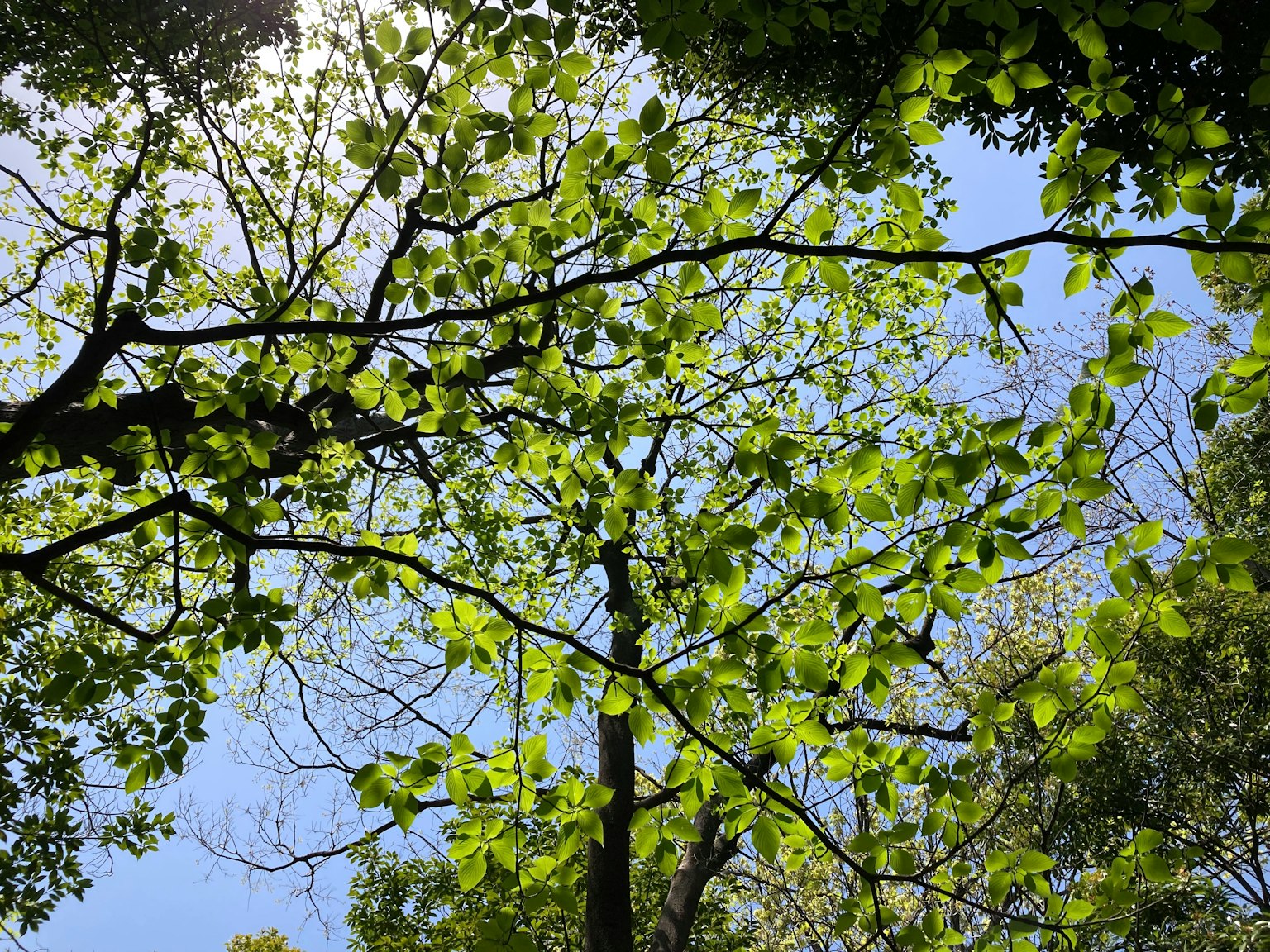 Cabang pohon dengan daun hijau di bawah langit biru
