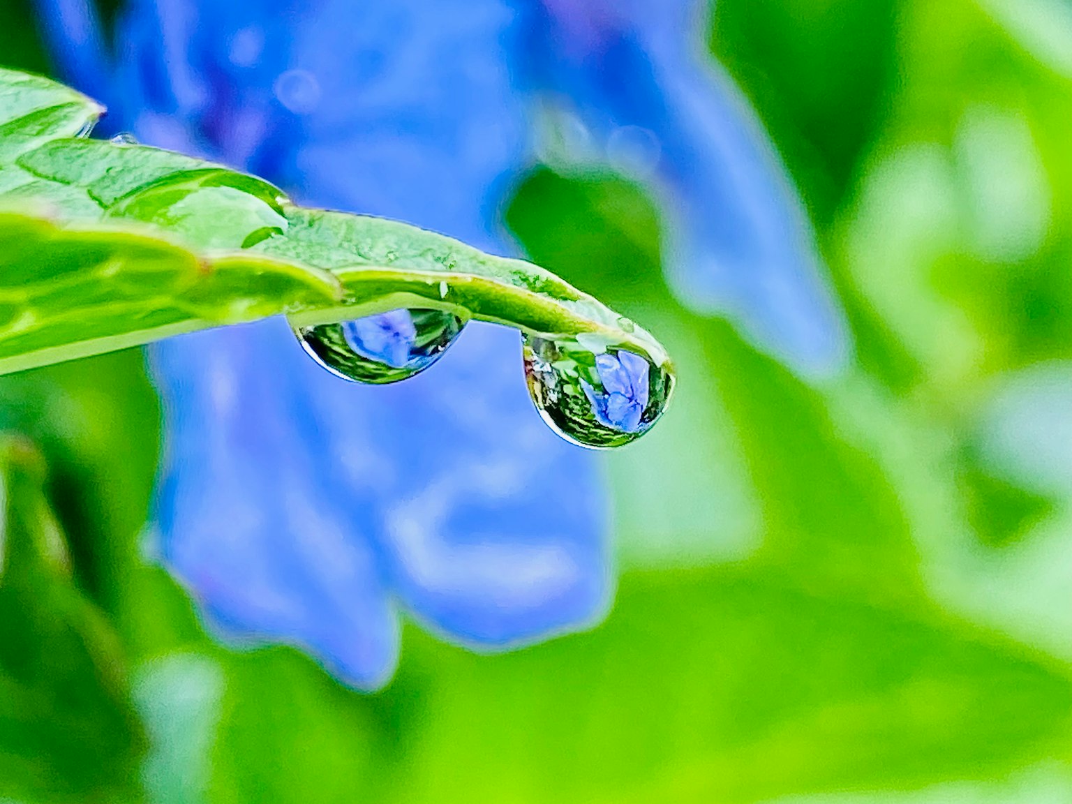 Foglia verde con gocce d'acqua su sfondo di fiore blu