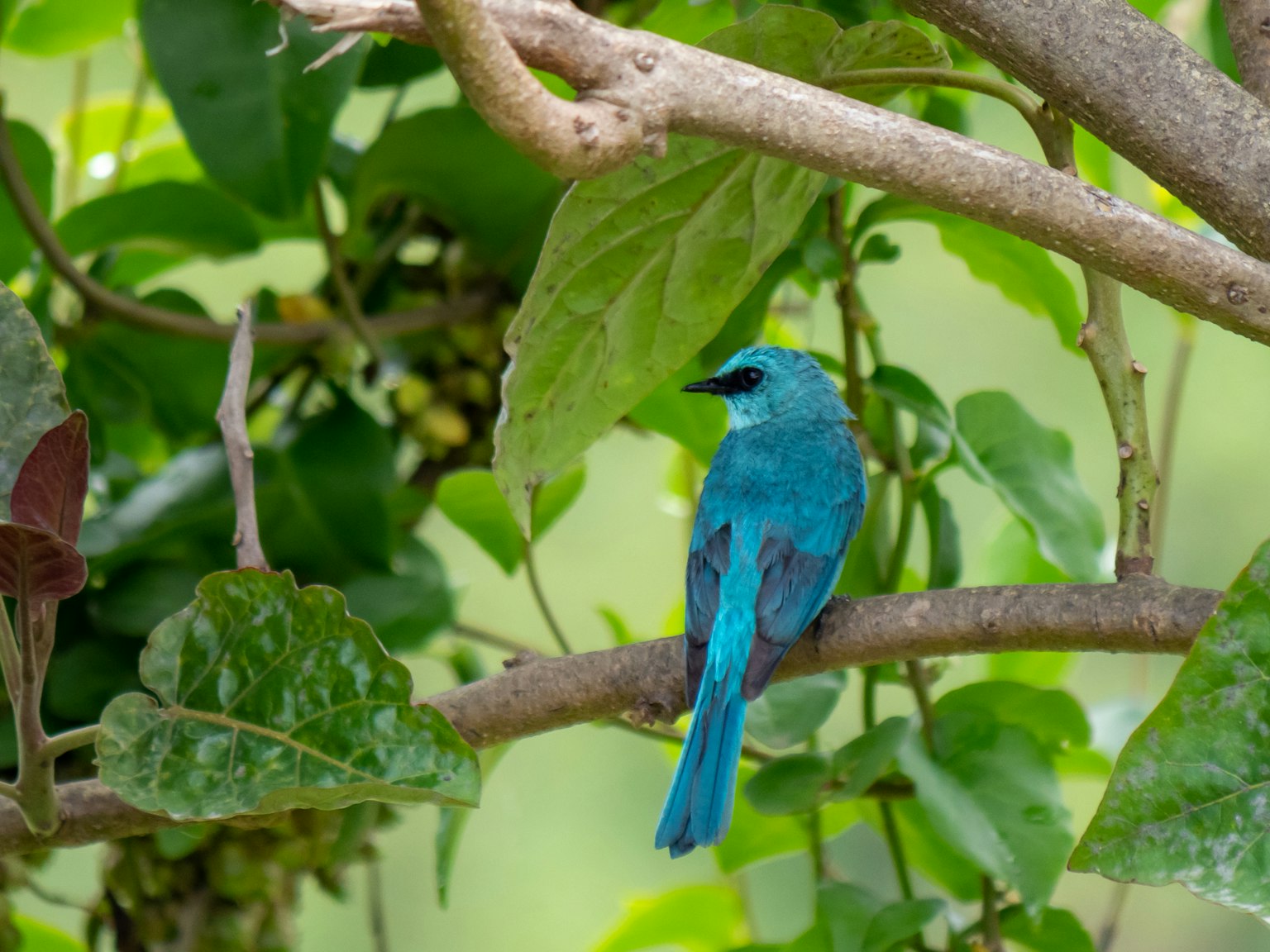 Ein lebhaft blauer Vogel, der zwischen grünen Blättern sitzt