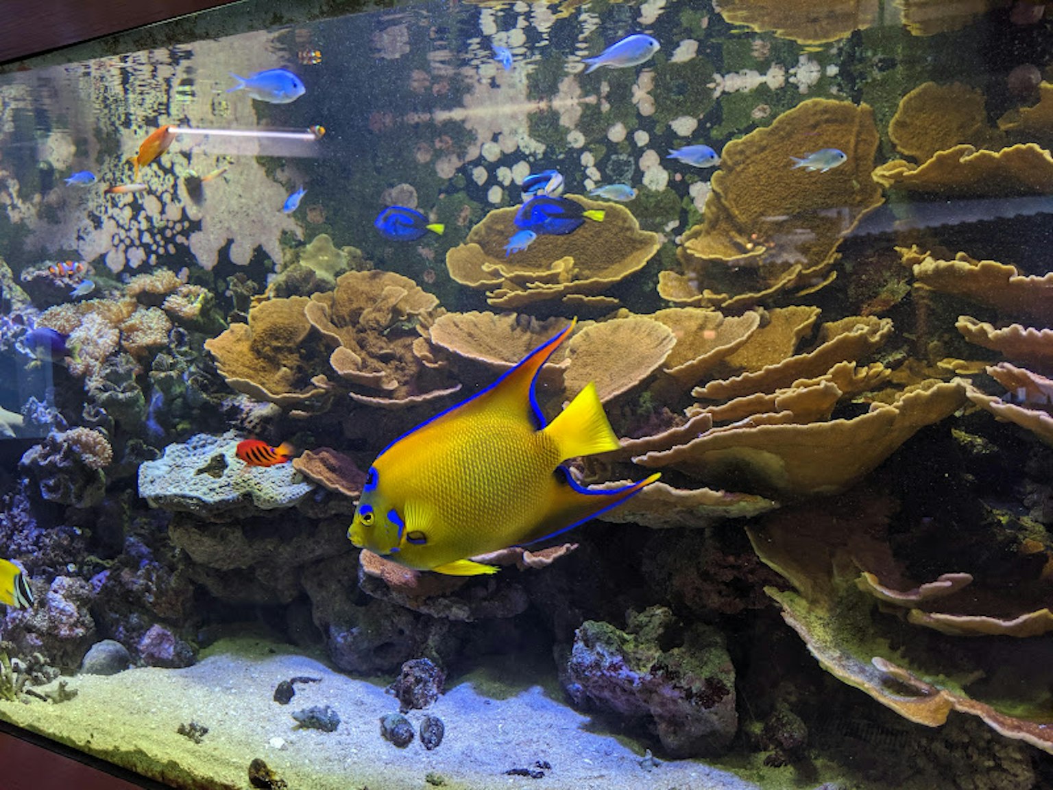 Lebendige Aquarienlandschaft mit tropischen Fischen darunter ein gelber und blauer Fisch und Korallenformationen