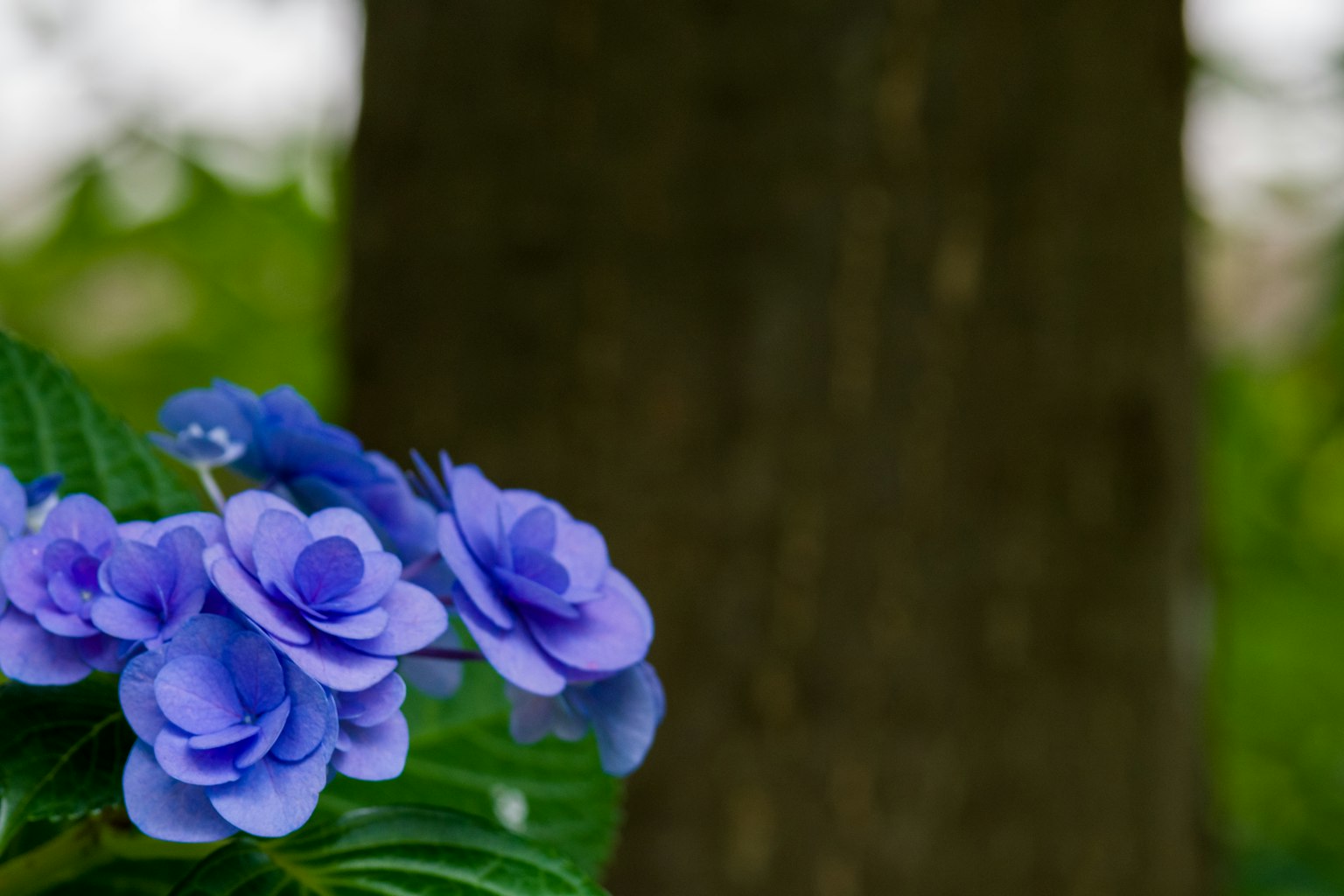 Bild mit schönen lila Blumen und grünen Blättern vor einem verschwommenen Hintergrund