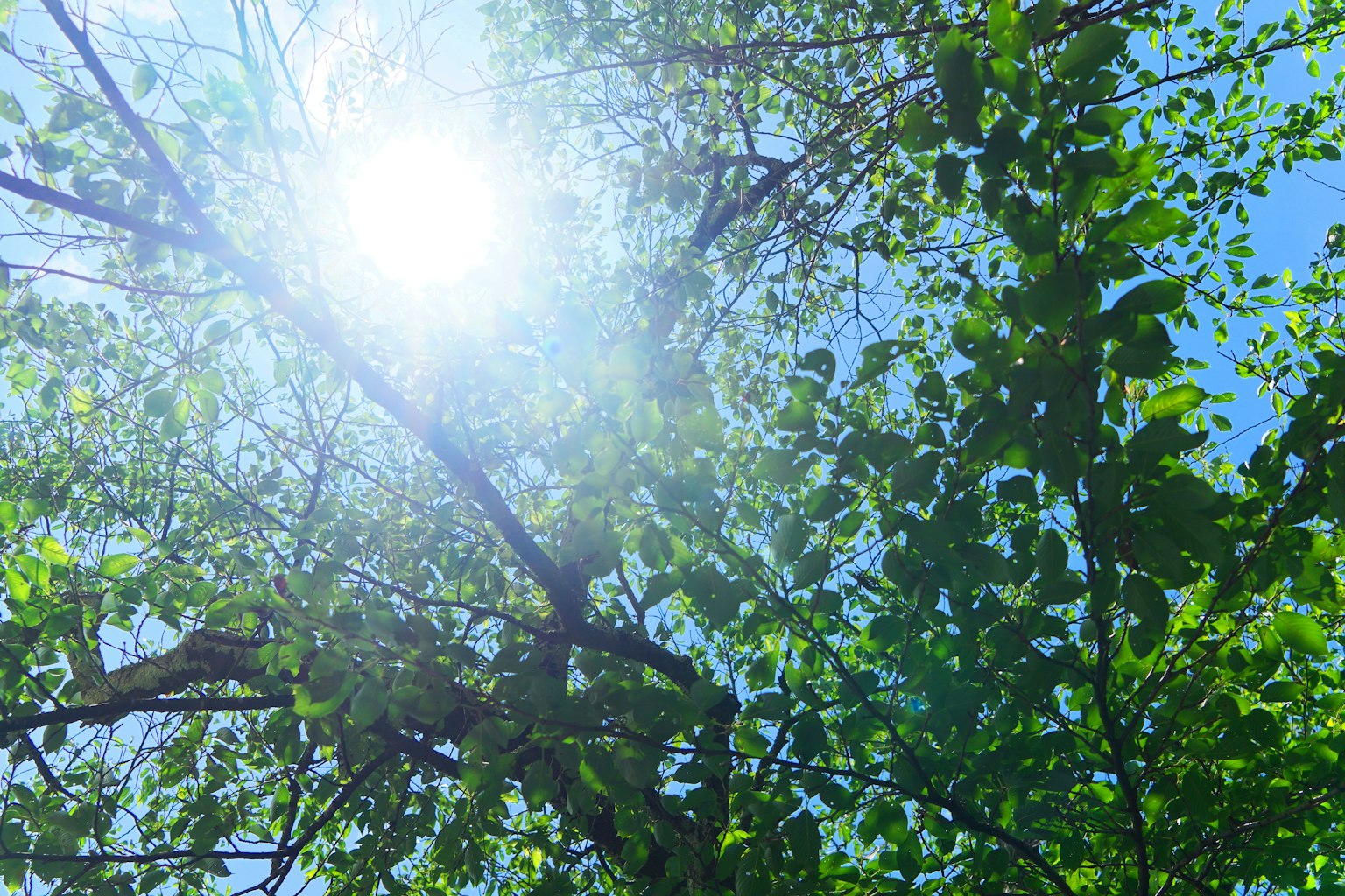 Grüne Blätter vor einem sonnigen Himmel