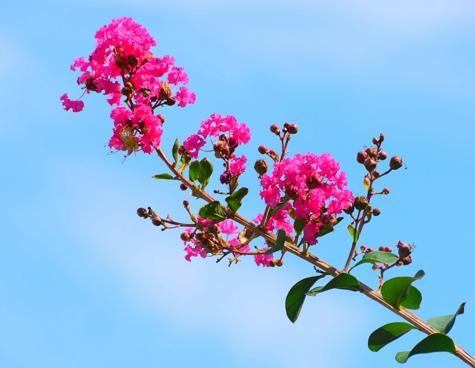 Ramo di mirto crepe con fiori rosa vivaci contro un cielo blu