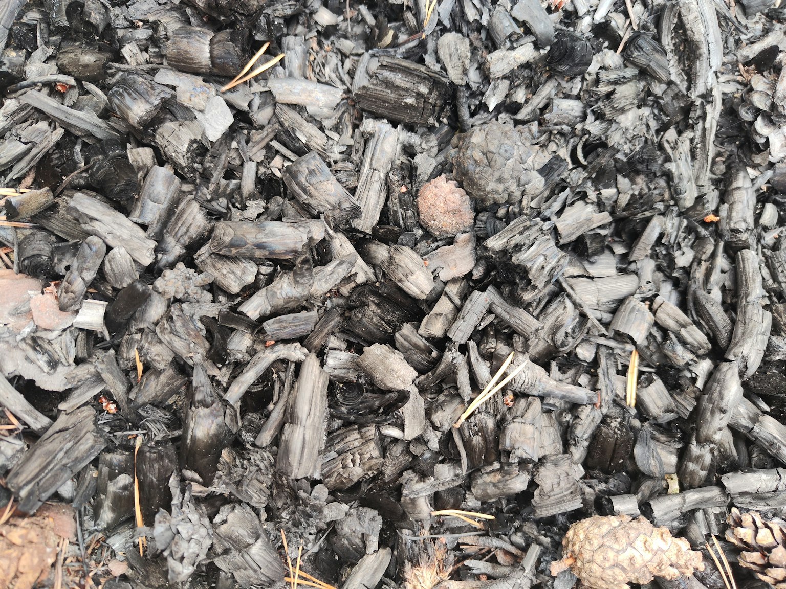 Primer plano de piezas de carbón oscuro esparcidas en el suelo