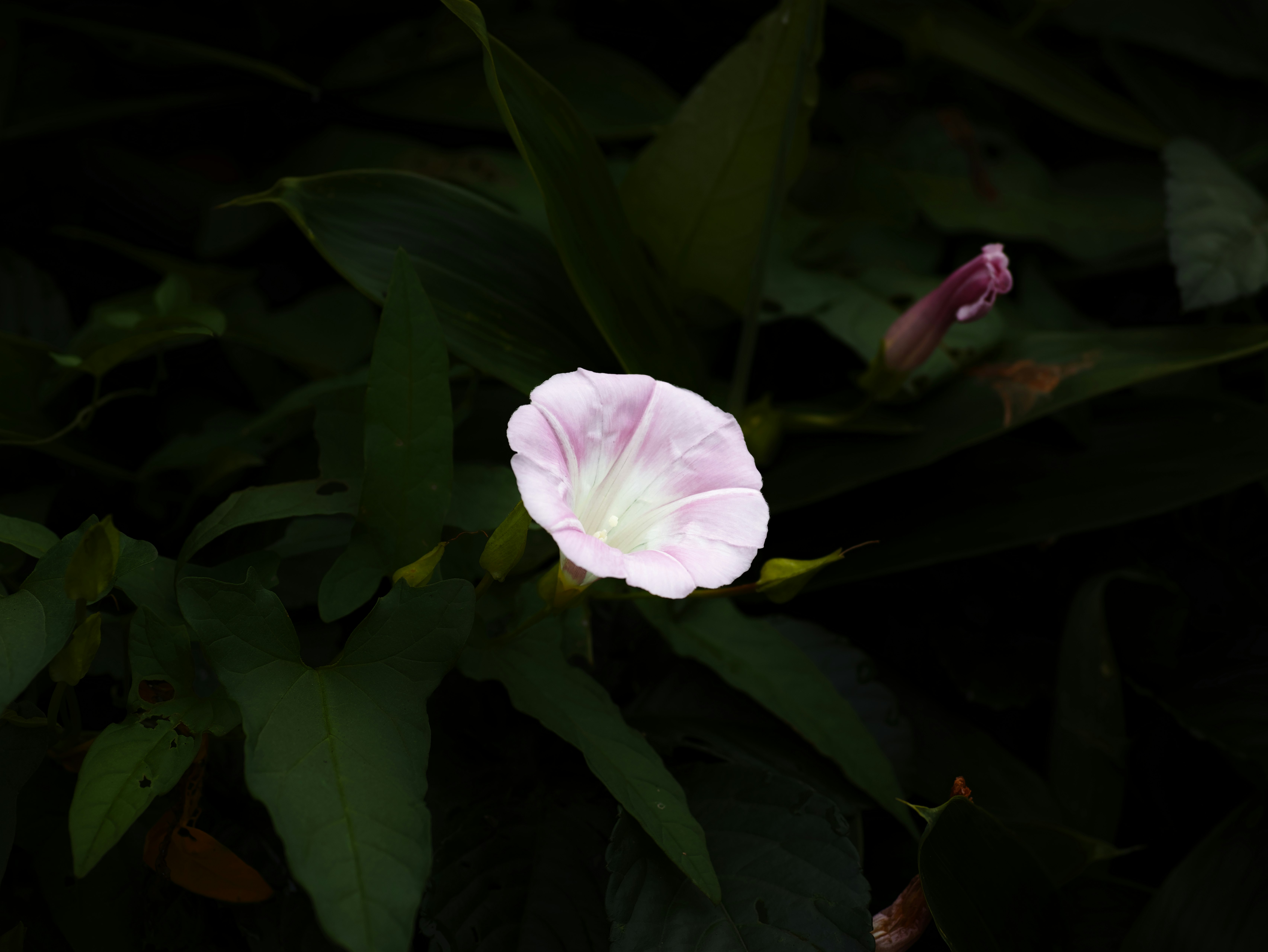 葉に囲まれた淡いピンクの花のクローズアップ