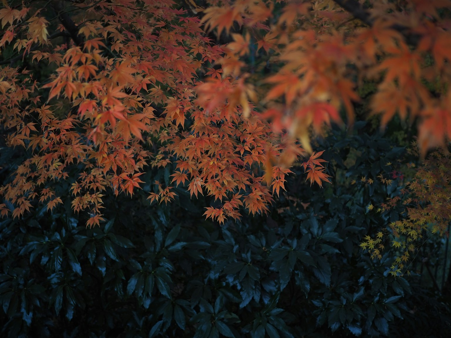 ใบเมเปิ้ลสีแดงและส้มสดใสกับพื้นหลังสีเขียวเข้ม