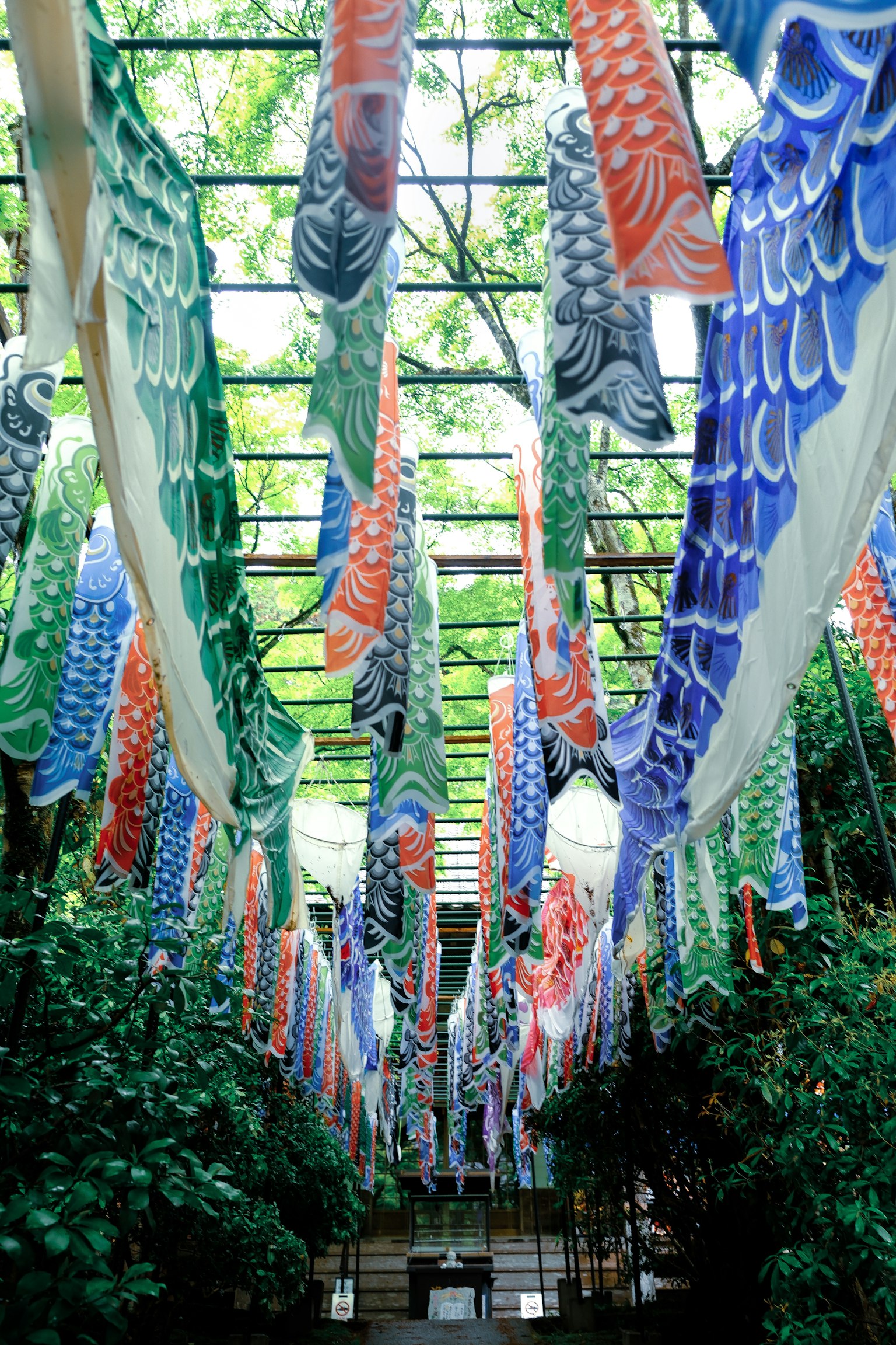 Drapeaux de koi colorés suspendus dans un espace verdoyant