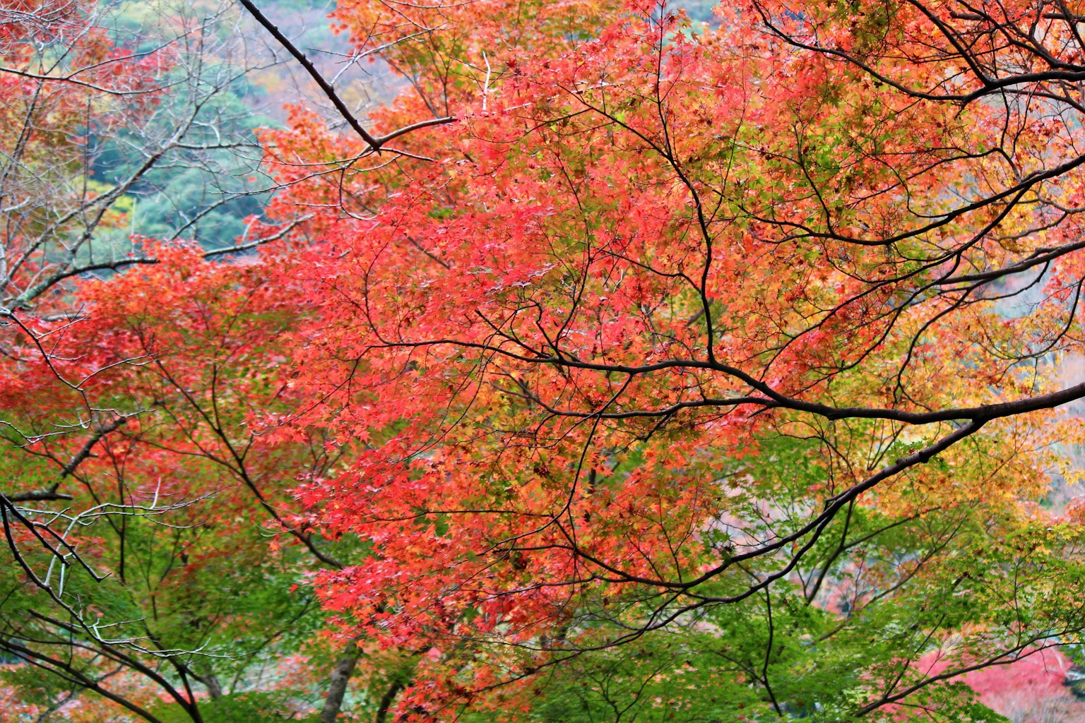 Vibrant red and orange autumn leaves on trees