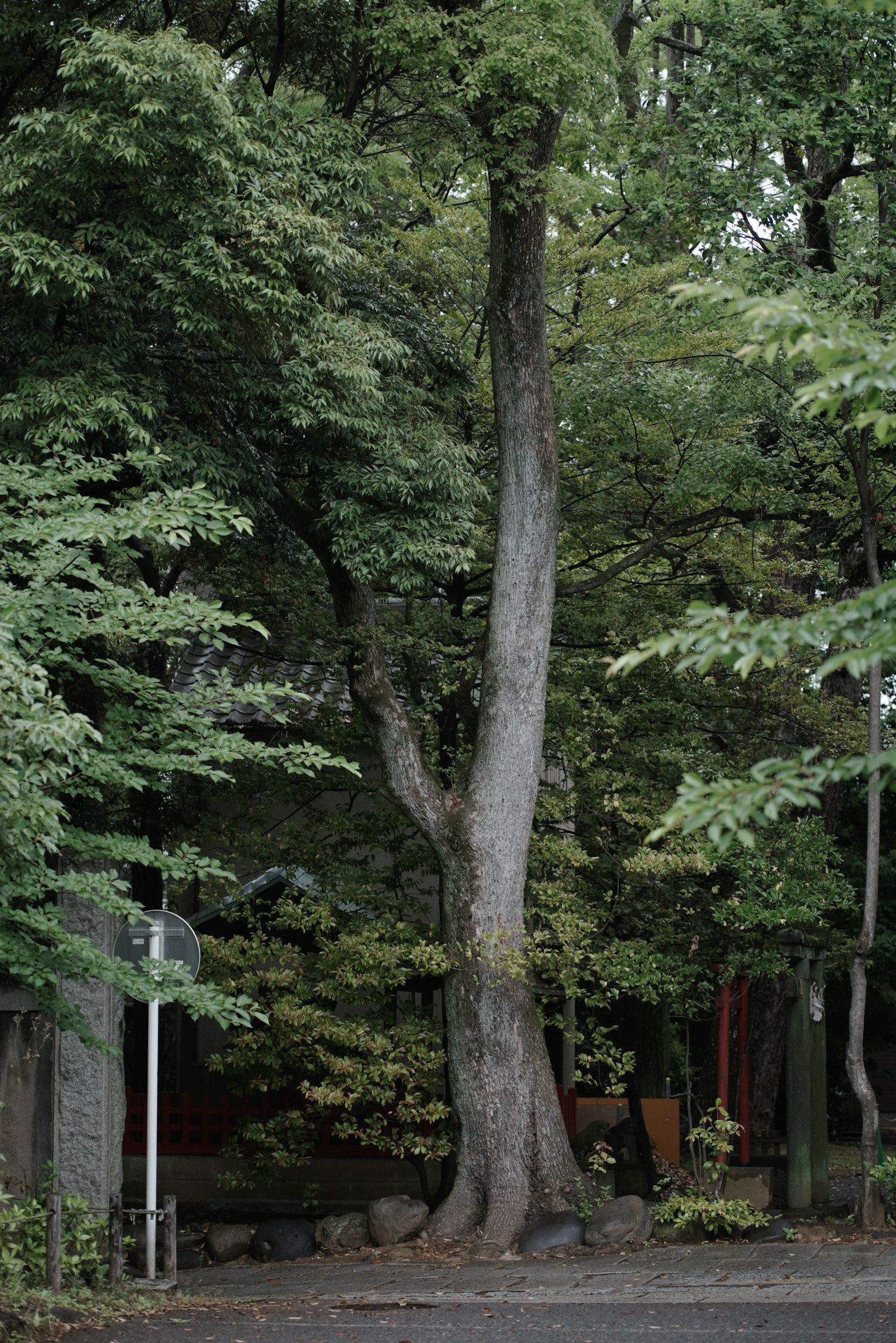 Tall tree surrounded by lush green foliage