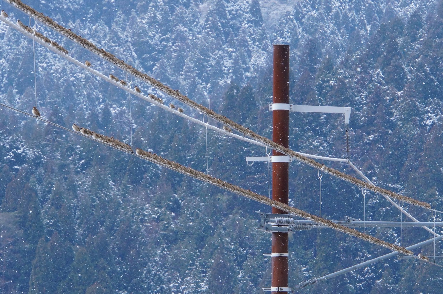 Gros plan d'un poteau en bois avec des lignes électriques recouvertes de neige