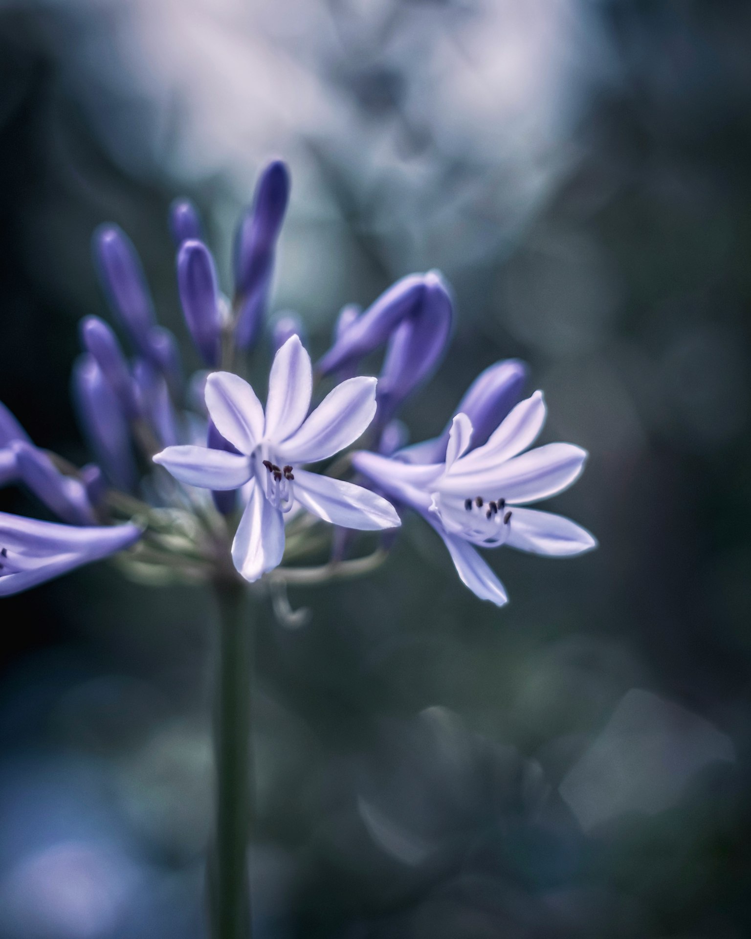 Cận cảnh hoa màu tím với cánh trắng trên nền mờ mềm mại