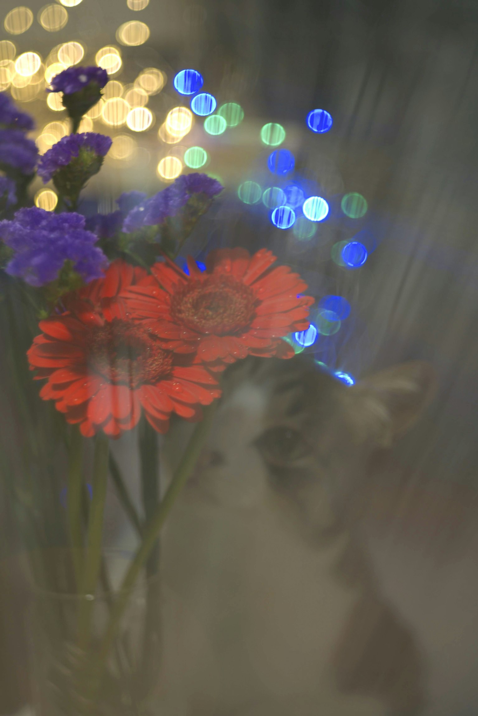 一只模糊的猫在五颜六色的花朵和散景灯光后面