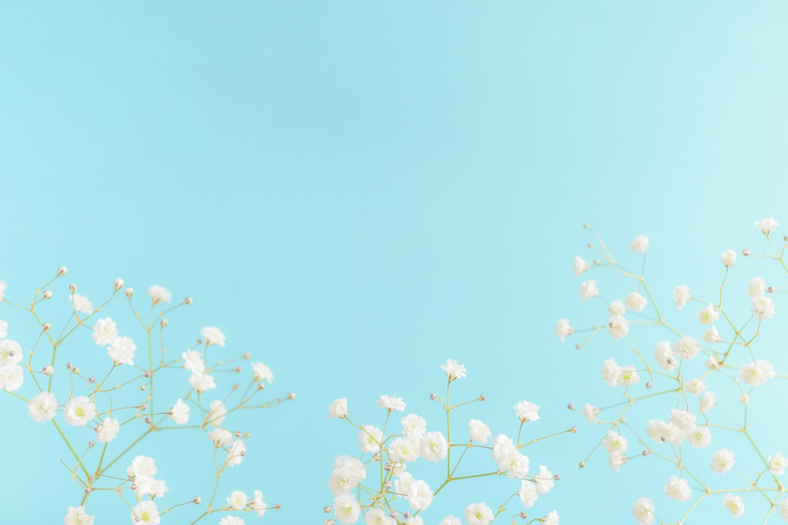 ภาพที่มีกิ่งดอกไม้สีขาวบนพื้นหลังสีน้ำเงิน
