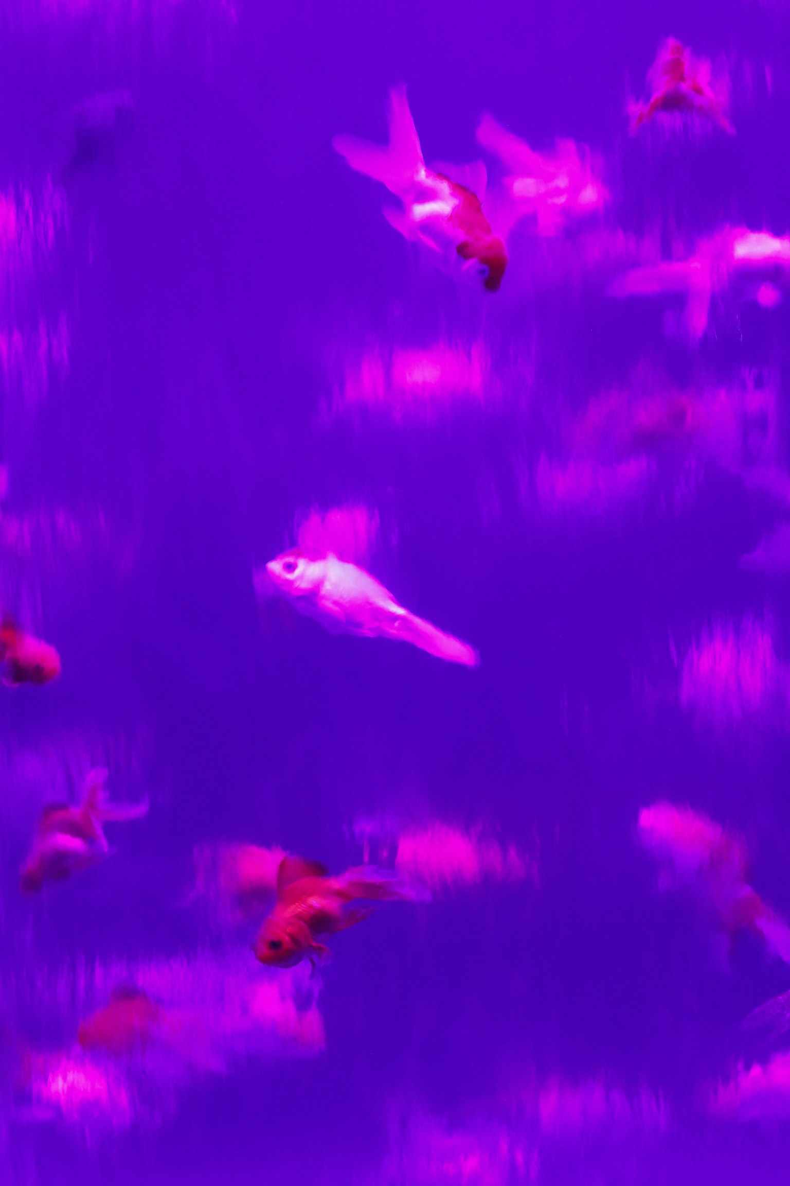 Un gruppo di pesci rossi che nuotano in acqua viola con un pesce bianco al centro