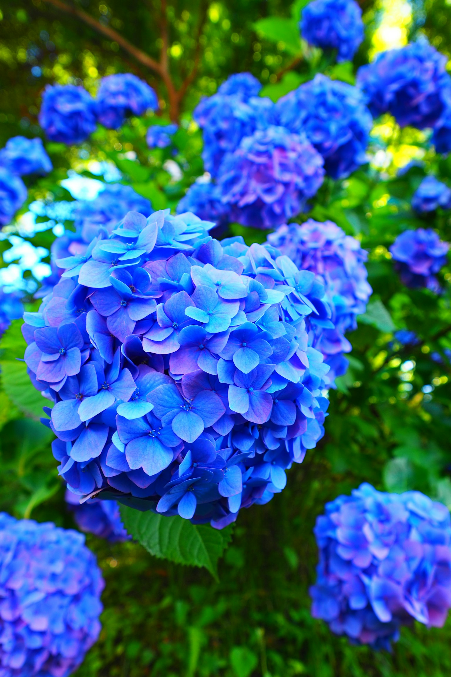 Nahaufnahme von lebhaften blauen Hortensienblüten mit grünen Blättern im Hintergrund