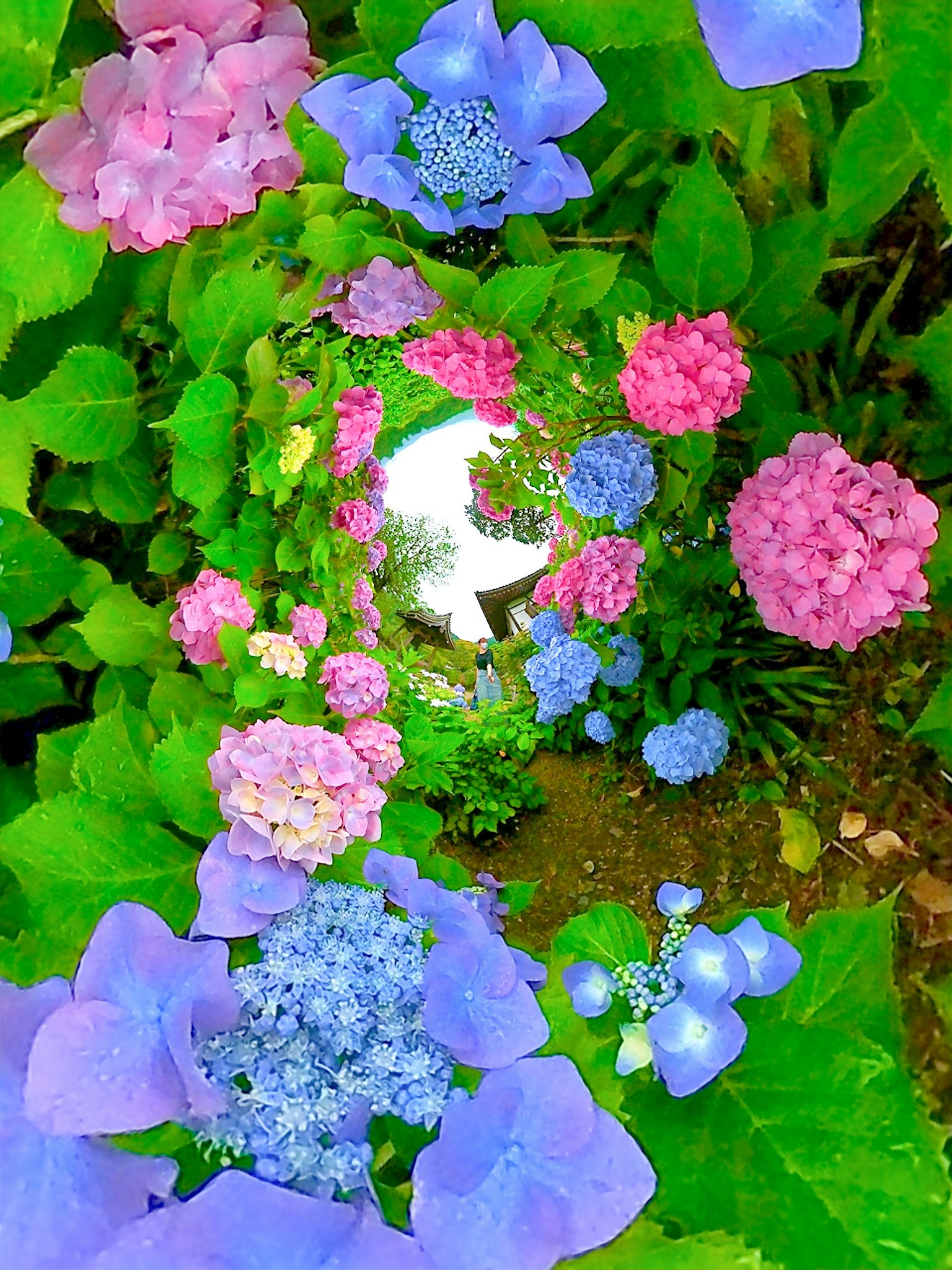 Bunga hydrangea yang cerah dikelilingi oleh daun hijau subur