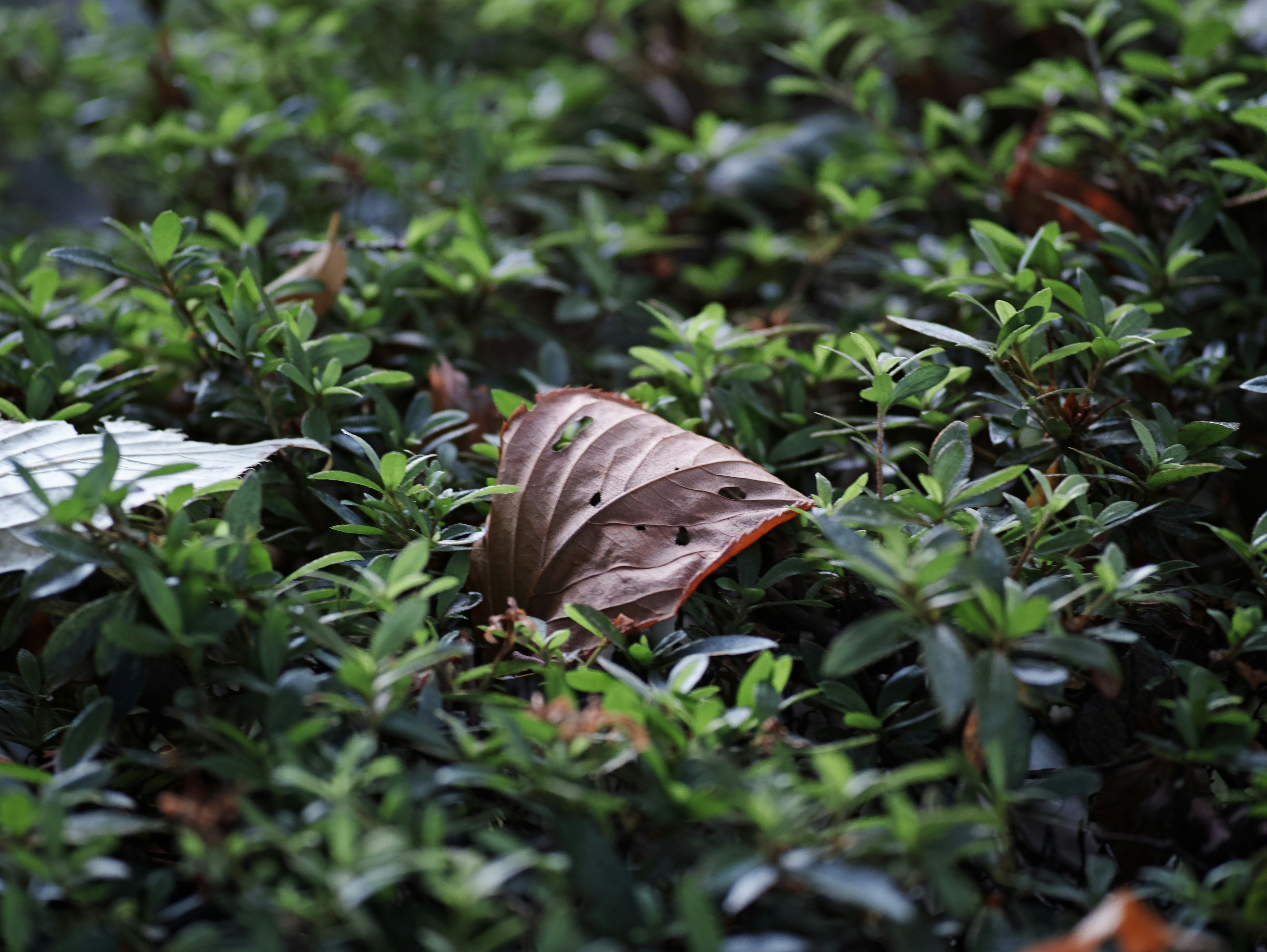 feuilles au sol et petits détails naturels dans l’herbe