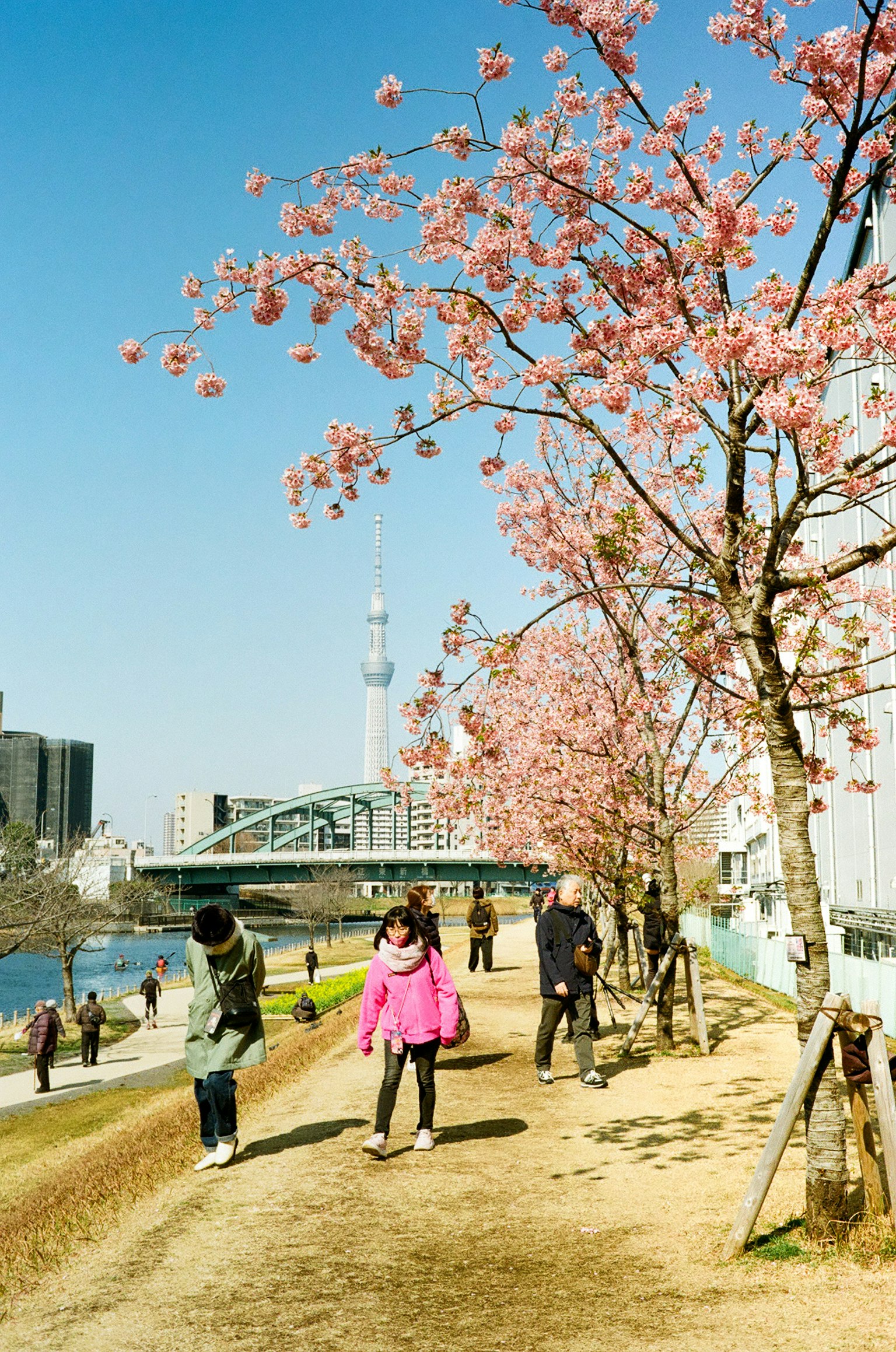 Vista escénica de árboles de cerezo a lo largo de un camino con personas caminando y la Tokyo Skytree al fondo