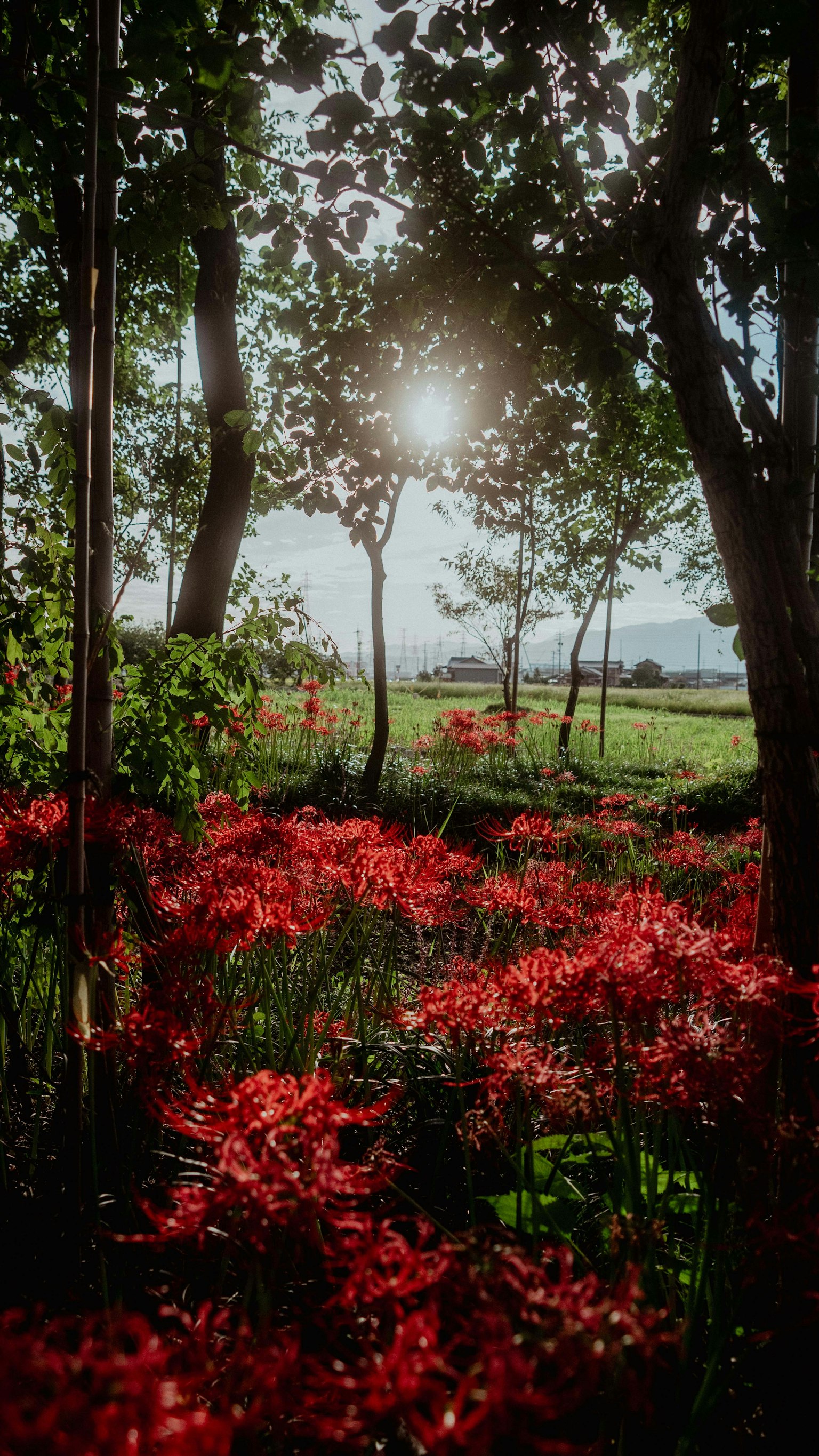 Soleil brillant à travers les arbres sur un champ de fleurs rouges