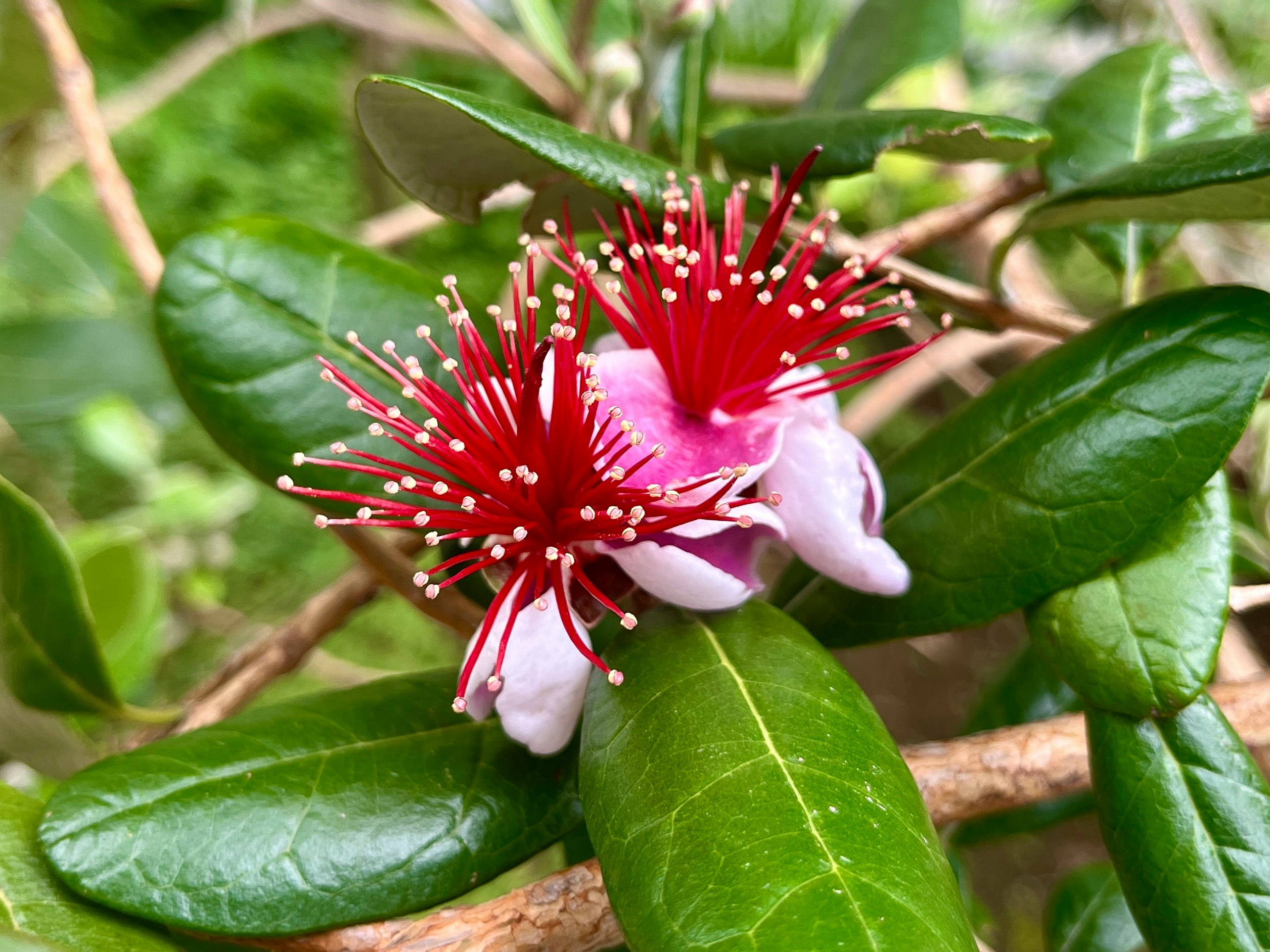 赤い花とつぼみが葉の間に咲く熱帯植物のクローズアップ