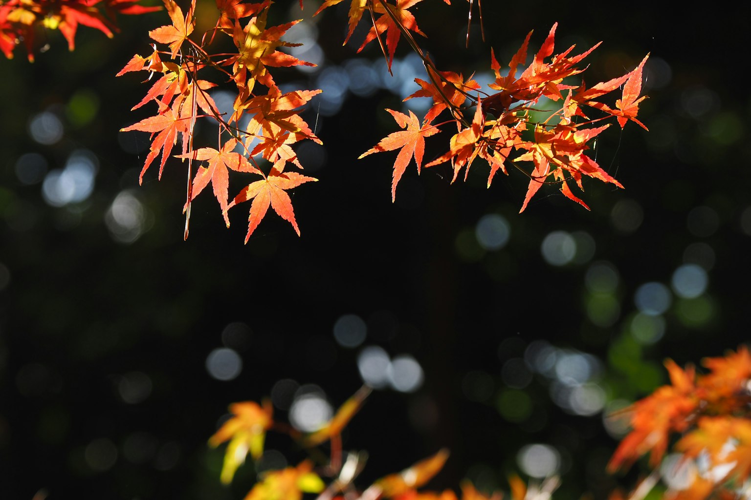 Feuilles d'érable orange vif se balançant dans un arrière-plan vert flou