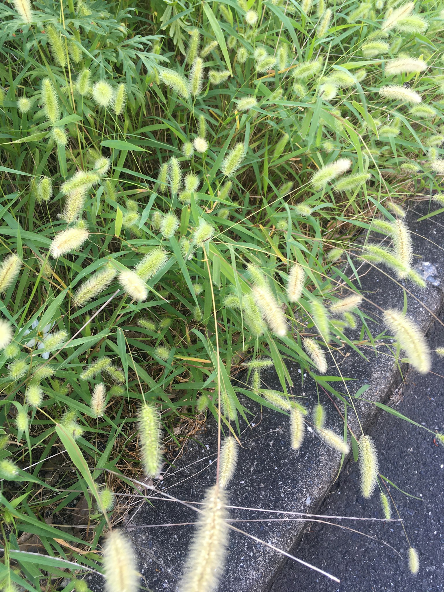 绿色草地和蓬松种子头的特写