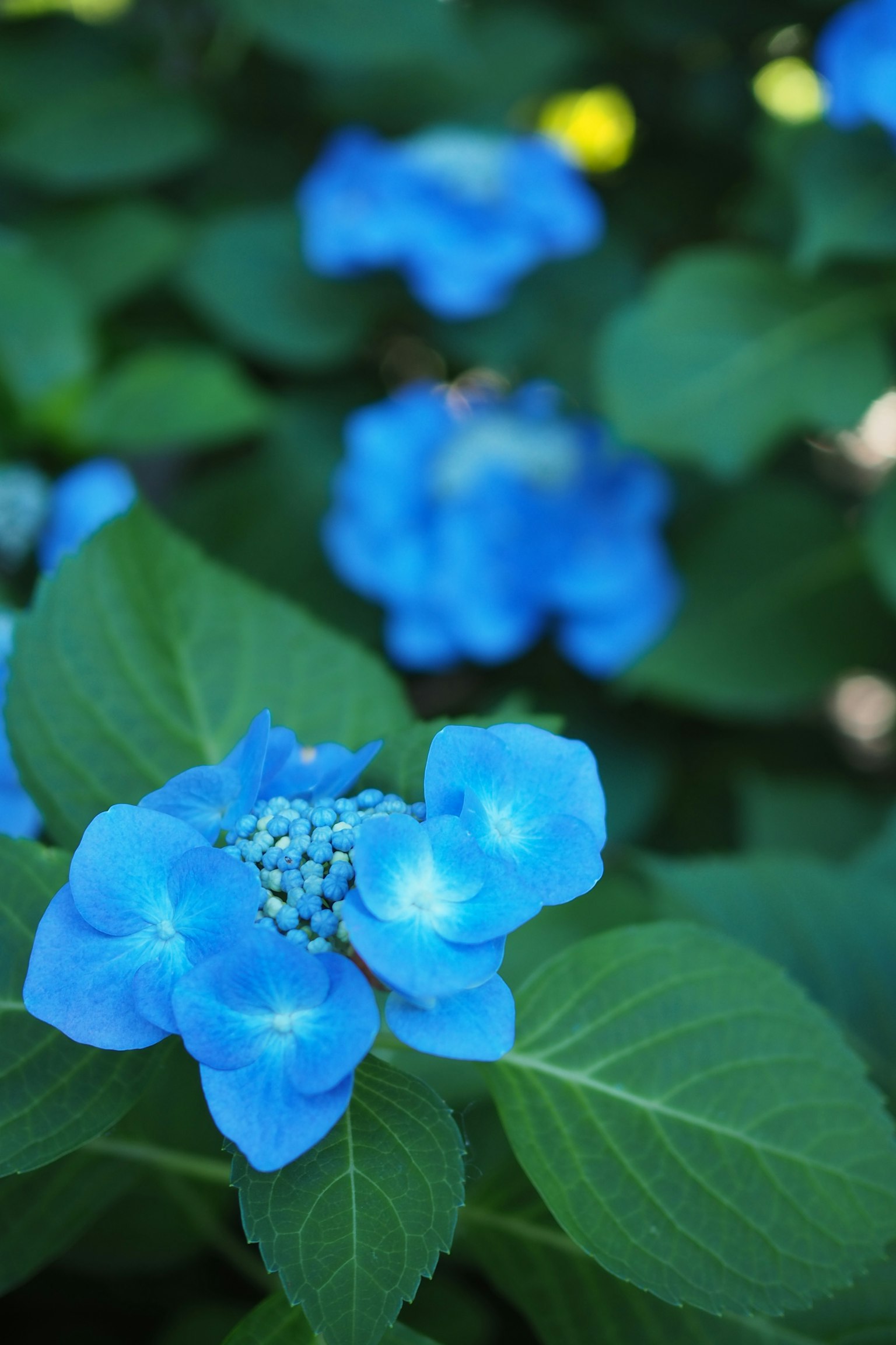 Flores de hortensia azules vibrantes floreciendo entre hojas verdes