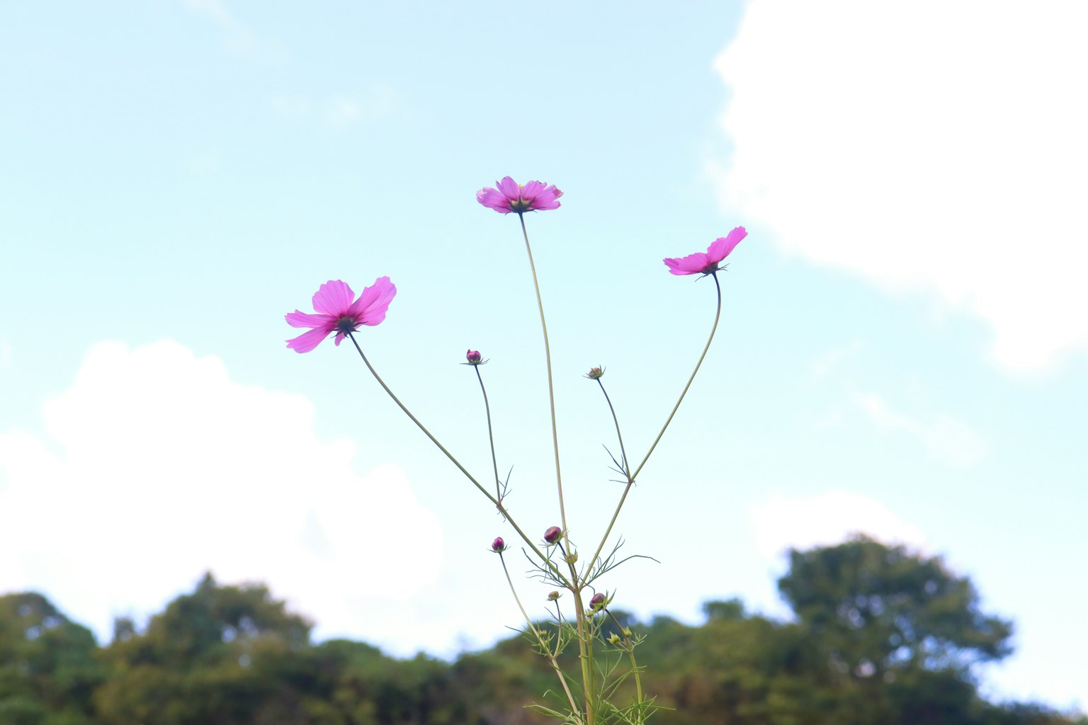 푸른 하늘을 배경으로 한 세 개의 핑크색 꽃