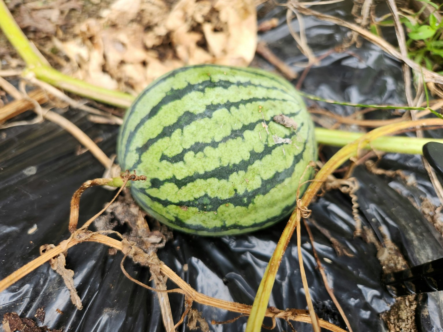 Eine grüne gestreifte Wassermelone liegt auf dem Boden