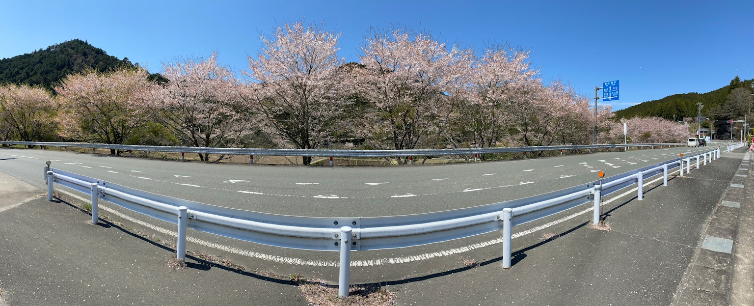 櫻花樹沿著道路的風景，藍天和山脈