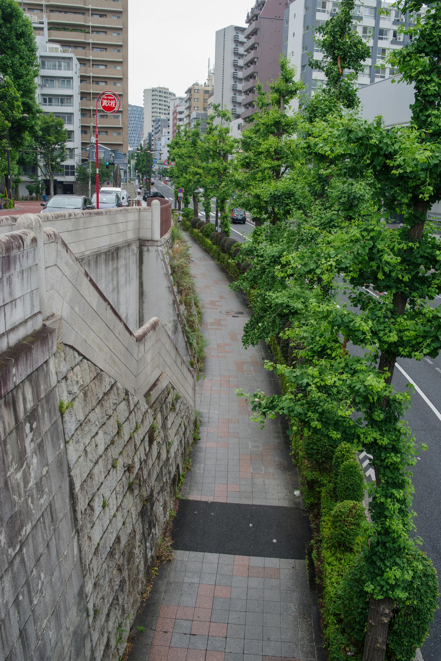 Allée urbaine entourée d'arbres verts