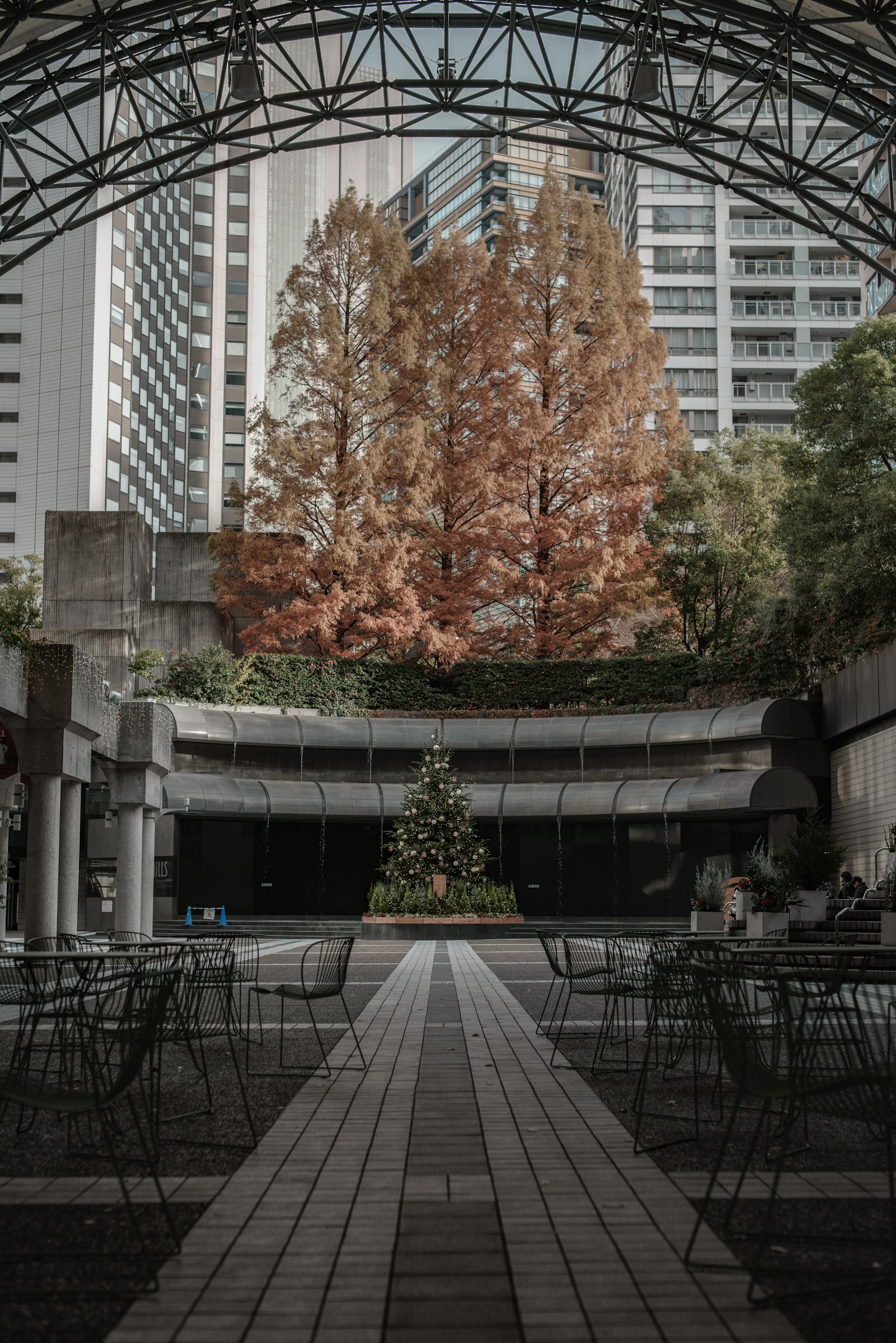 城市公園中的大橙色樹和聖誕樹