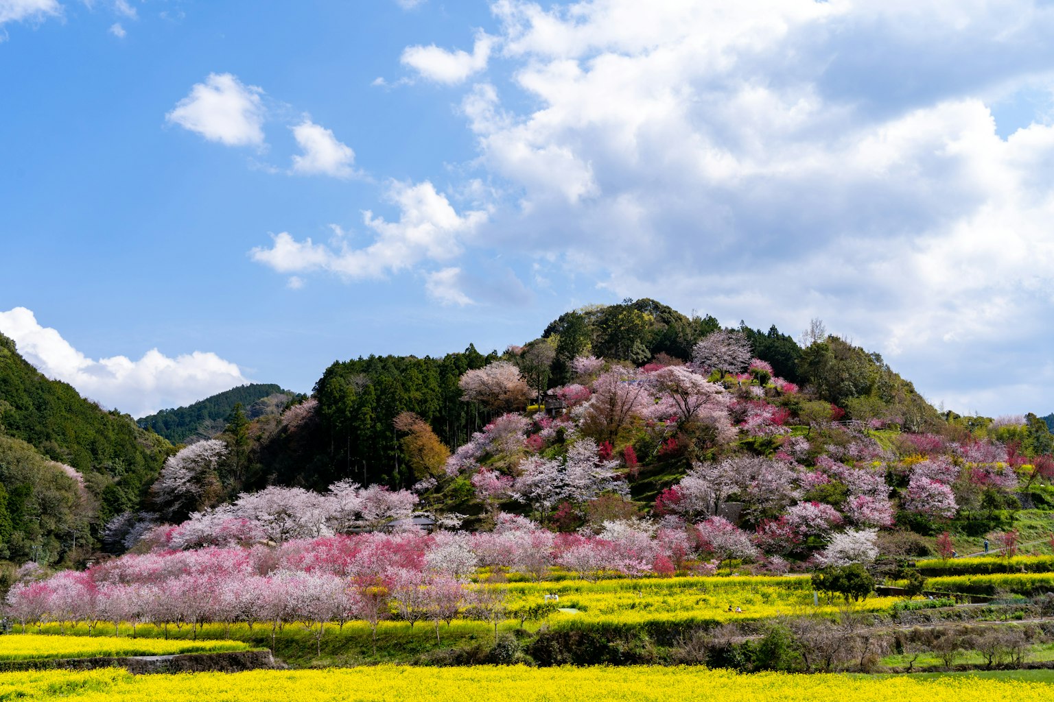 Paesaggio vibrante con ciliegi in fiore e fiori di colza
