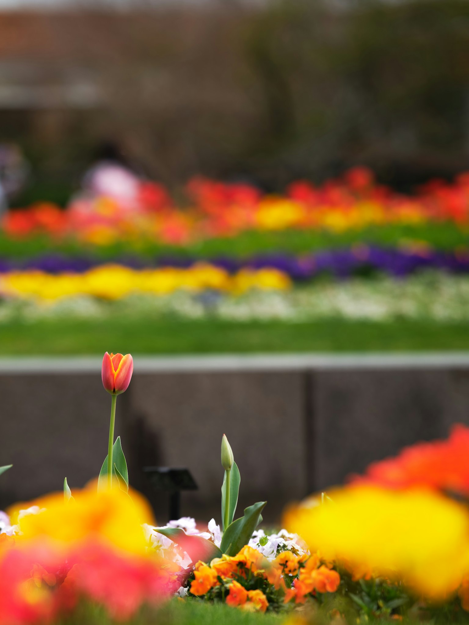 Une scène de jardin colorée avec des fleurs en fleurs et un tulipe rouge au premier plan