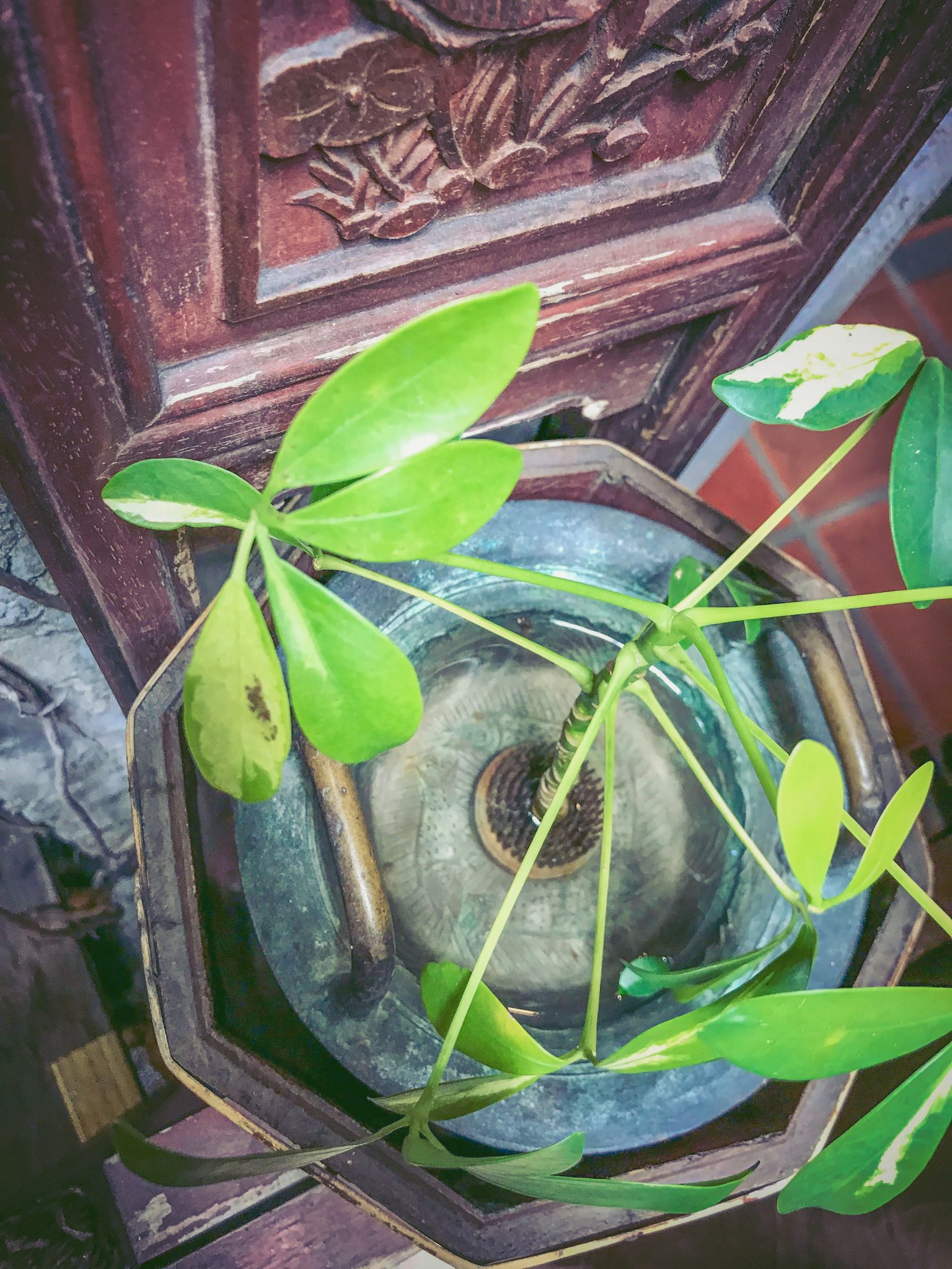 植物盆栽靠近精美雕刻的木家具