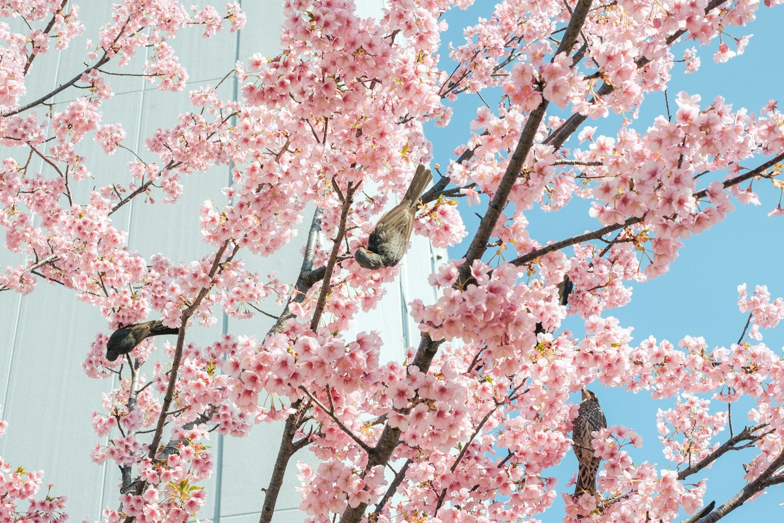 Uccelli appollaiati su un albero di ciliegio in fiore con cielo azzurro sullo sfondo